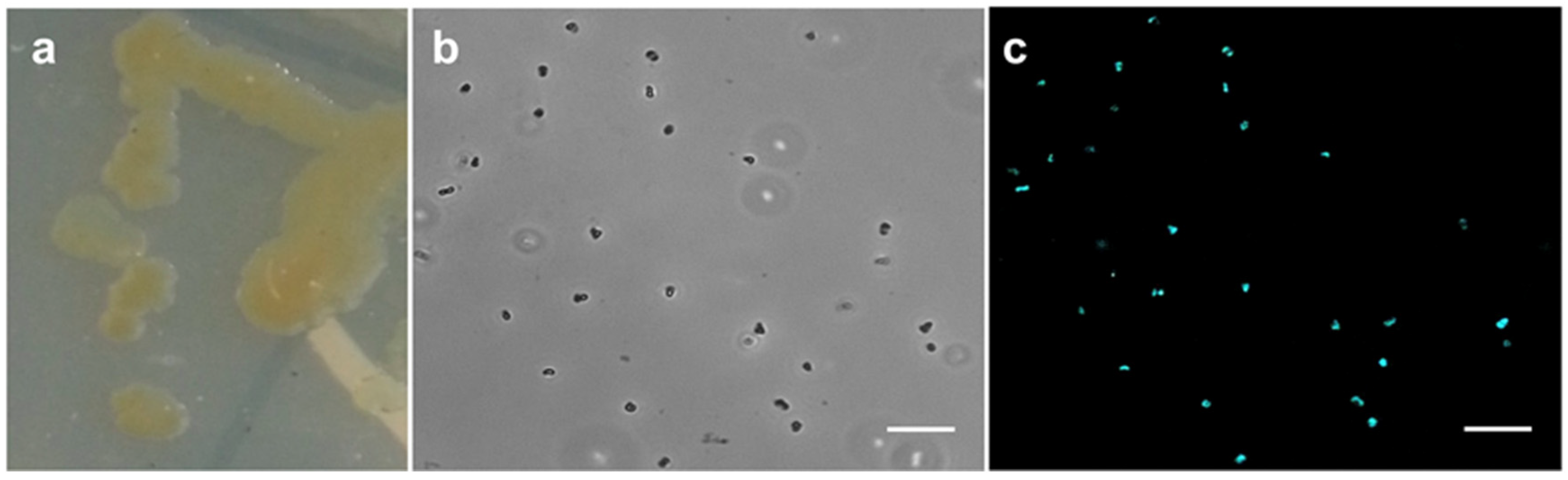 Viruses 13 01934 g001 Viruses 13 01934 g001