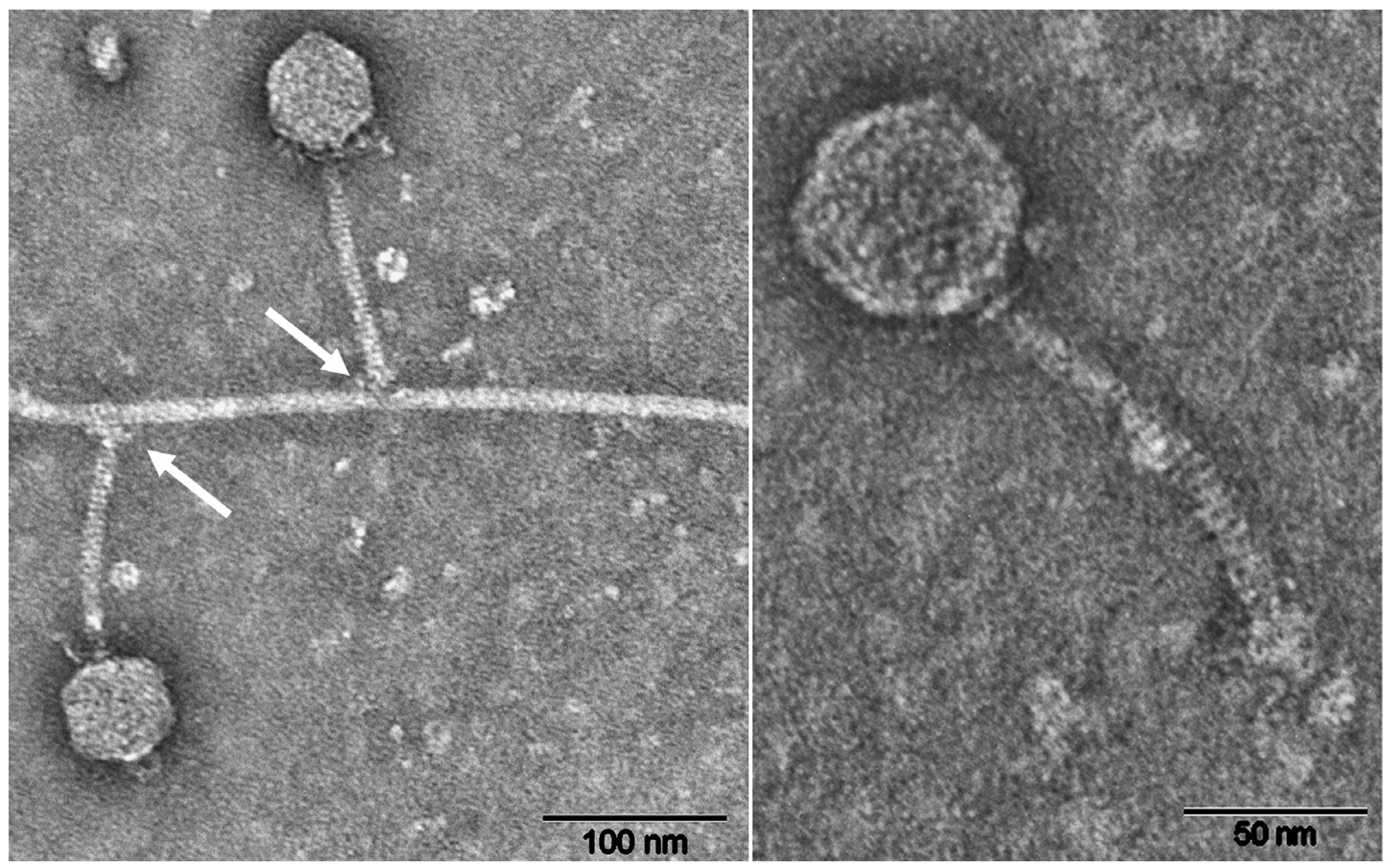 Viruses 13 01934 g004 Viruses 13 01934 g004