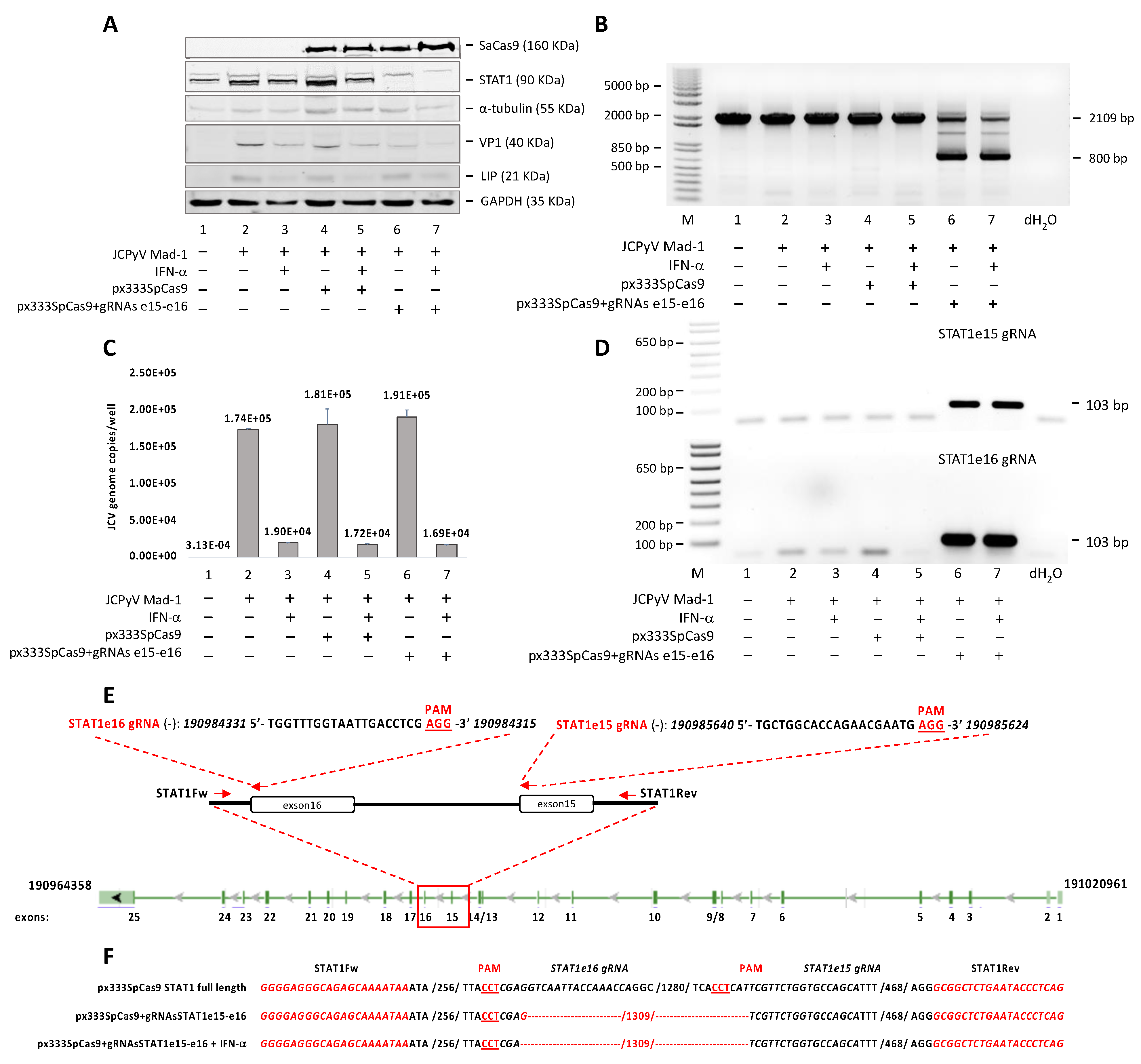 Viruses 13 01937 g002 Viruses 13 01937 g002