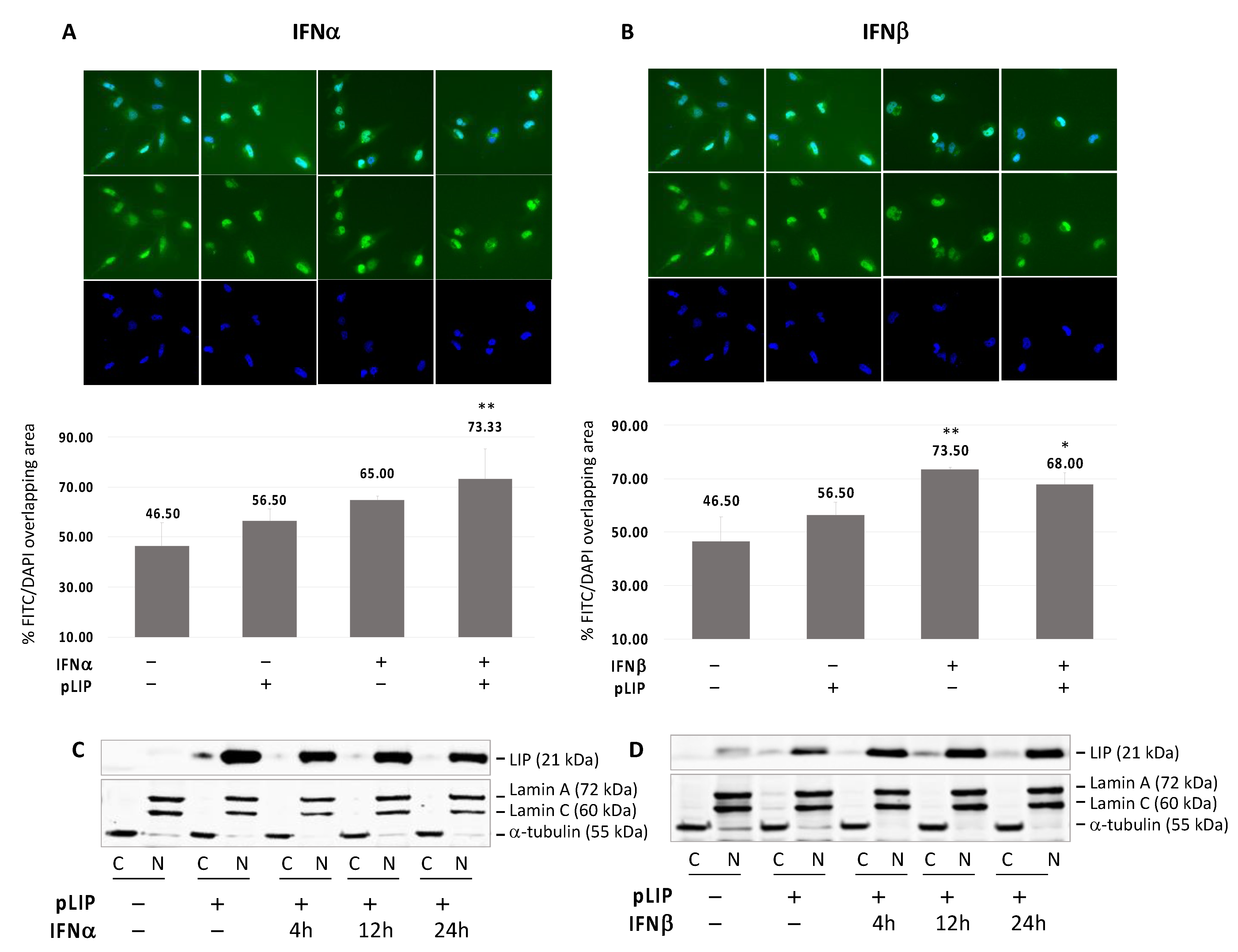 Viruses 13 01937 g005 Viruses 13 01937 g005
