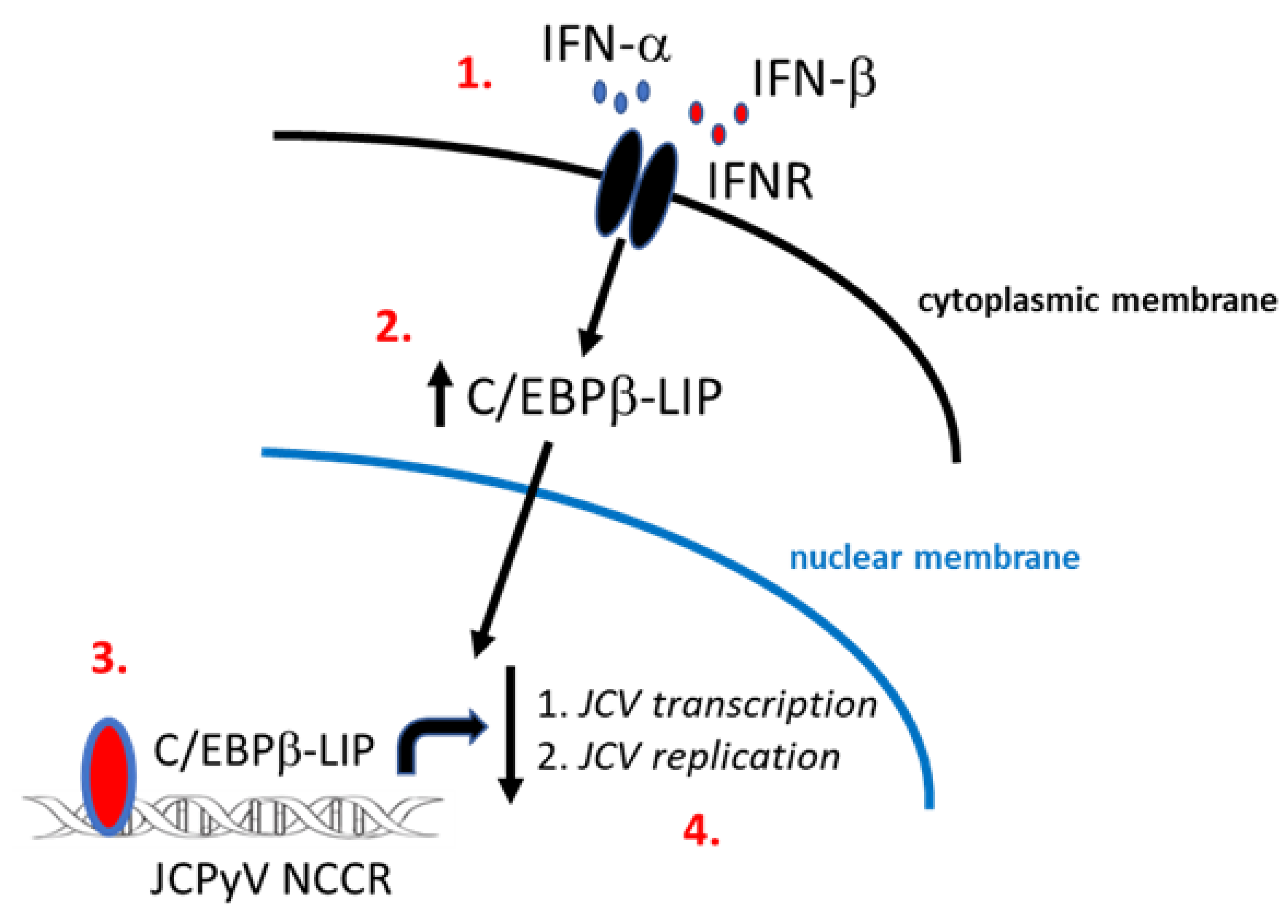 Viruses 13 01937 g006 Viruses 13 01937 g006
