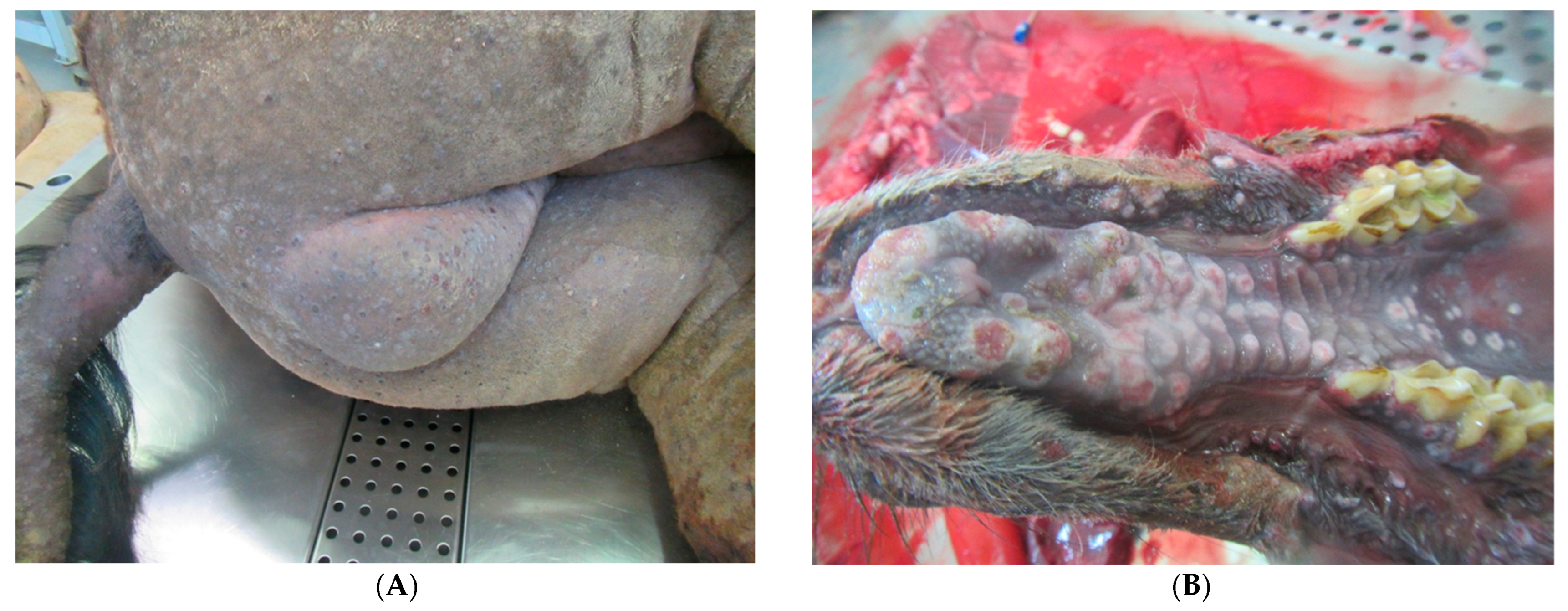 Viruses 13 01940 g001a