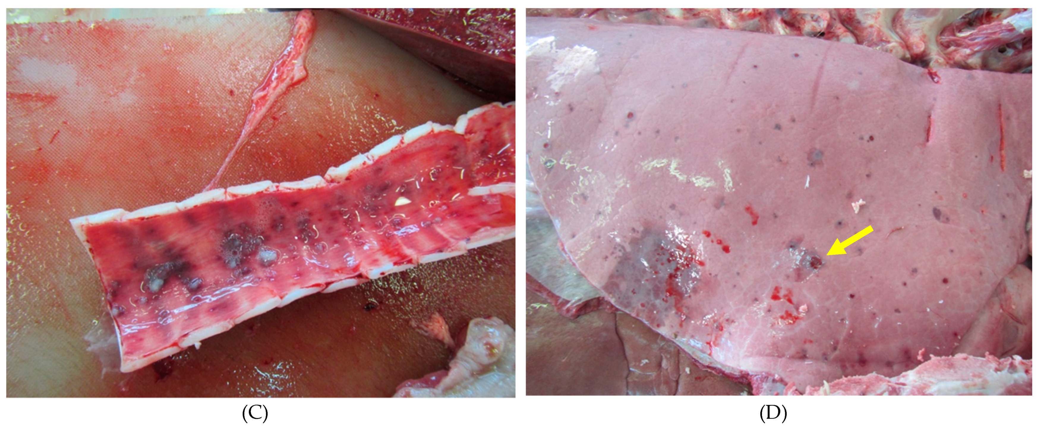 Viruses 13 01940 g001b