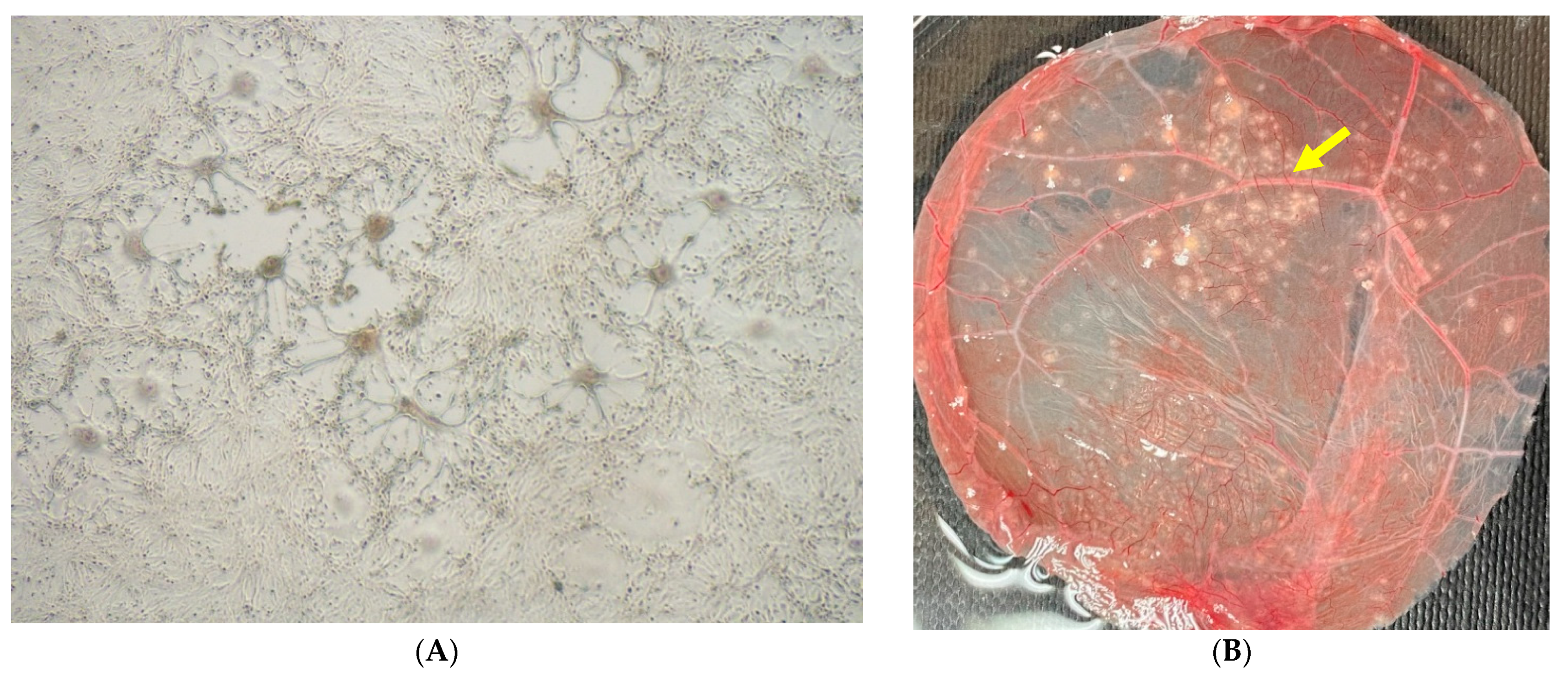 Viruses 13 01940 g003