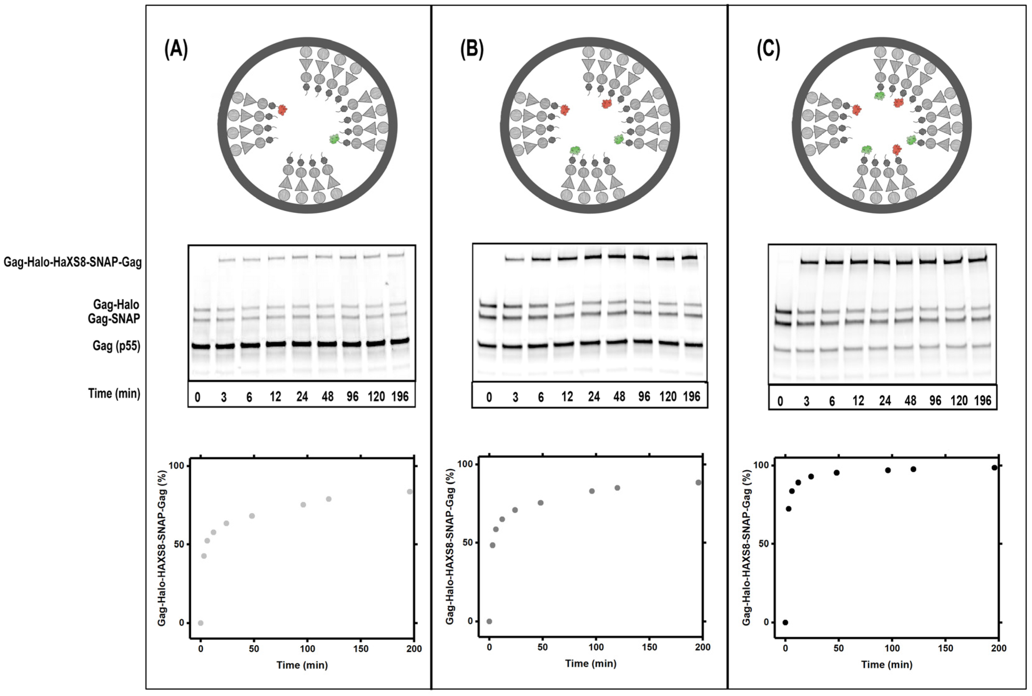 Viruses 13 01946 g002