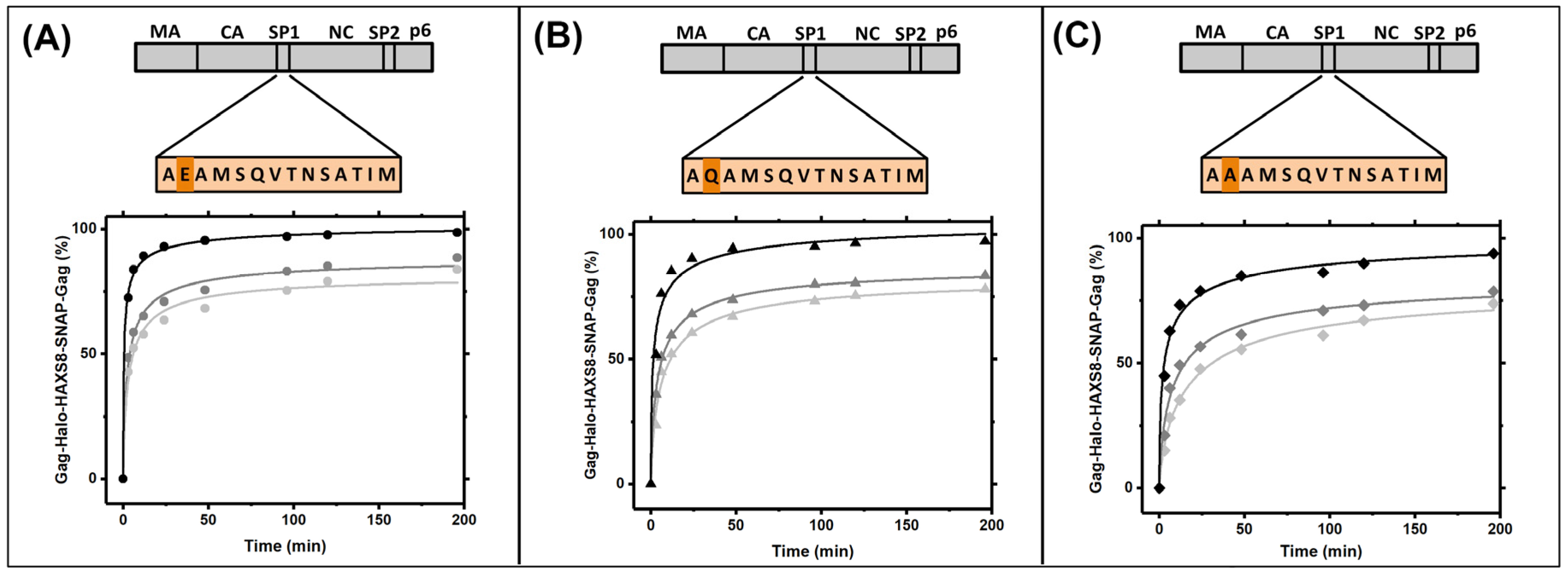 Viruses 13 01946 g004