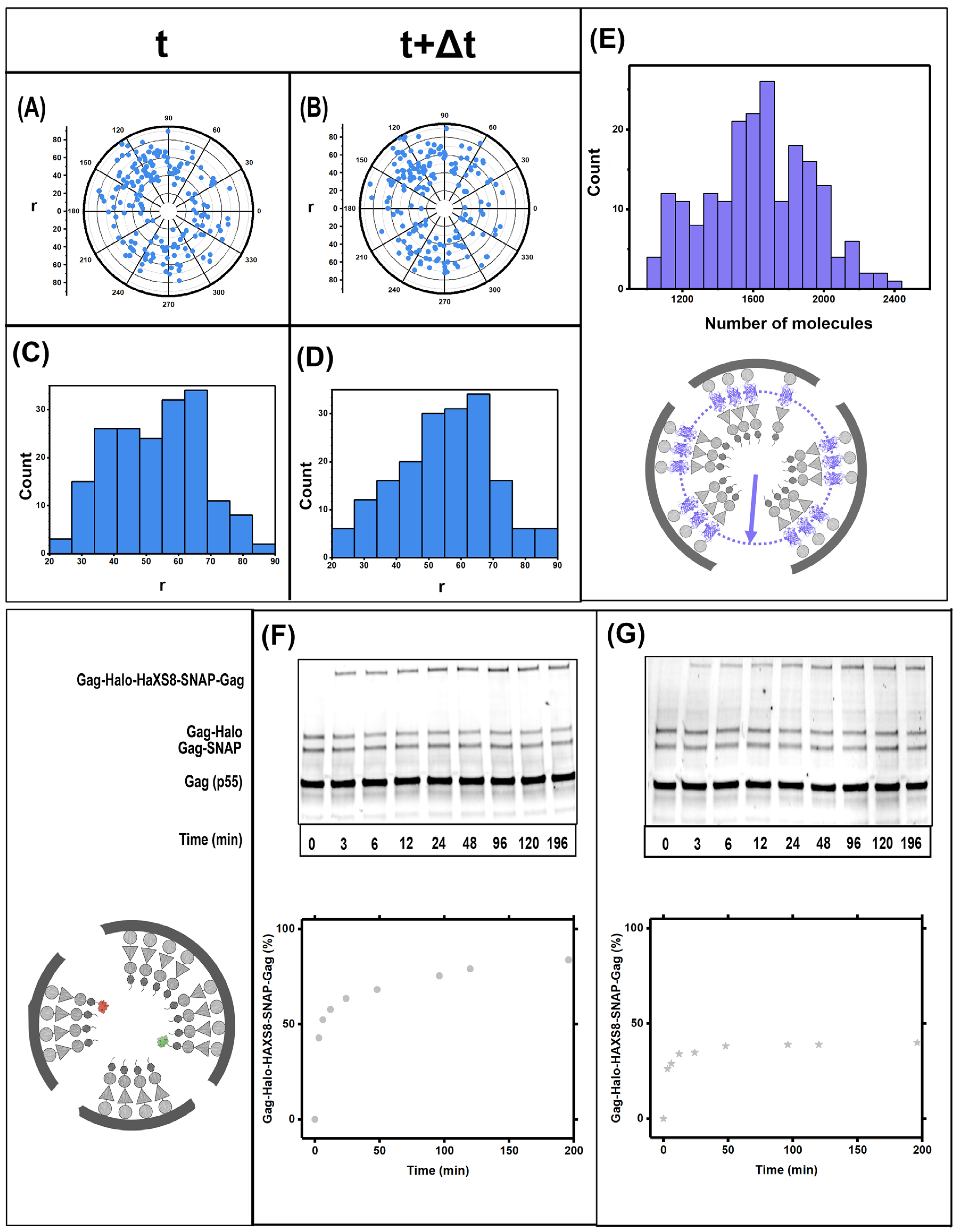 Viruses 13 01946 g005