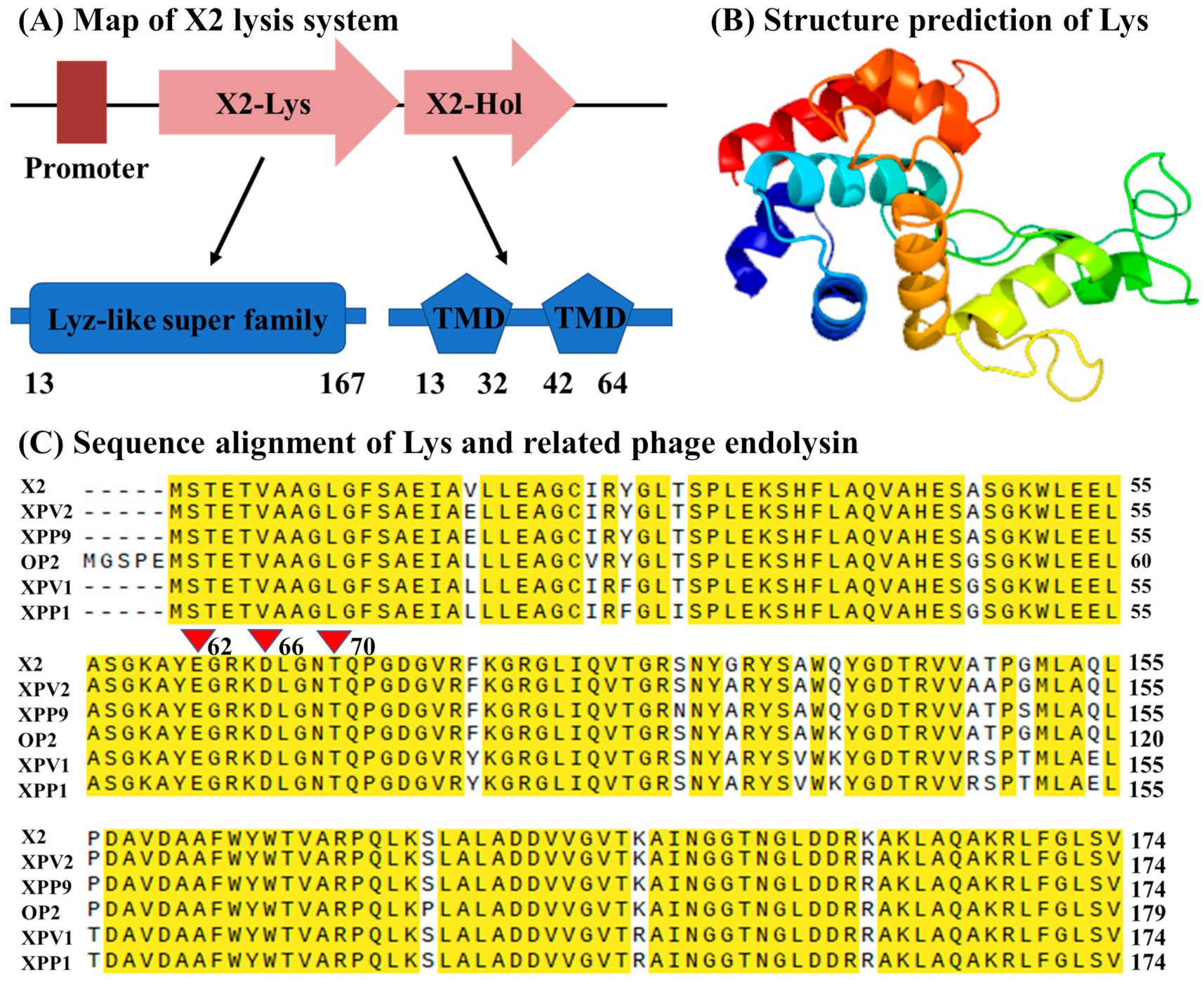 Viruses 13 01949 g003