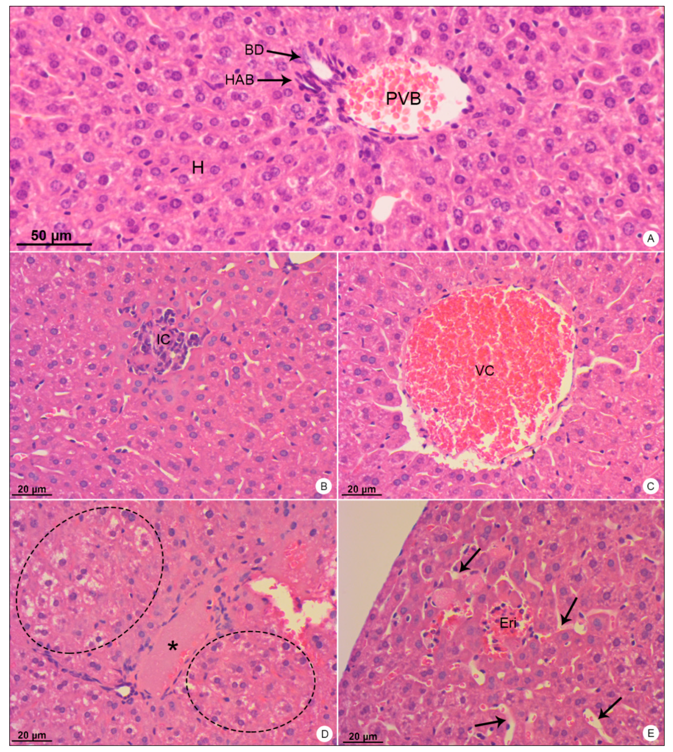 Viruses 13 01954 g002