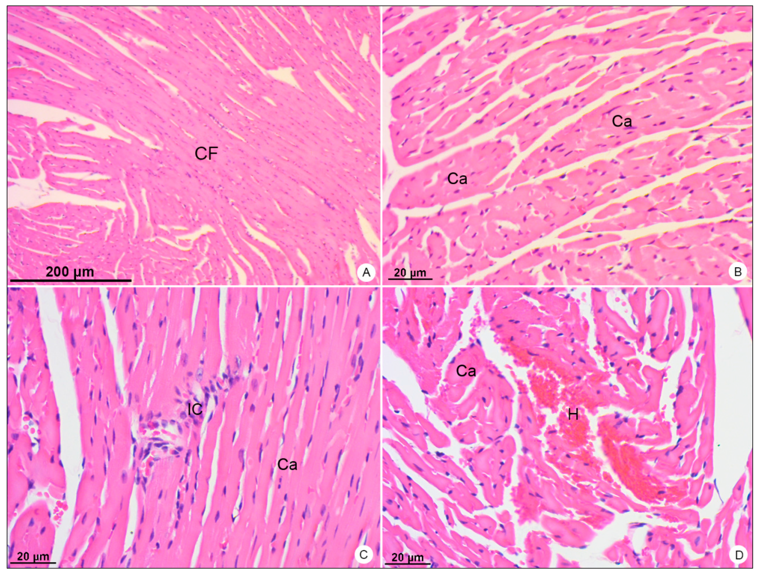 Viruses 13 01954 g006