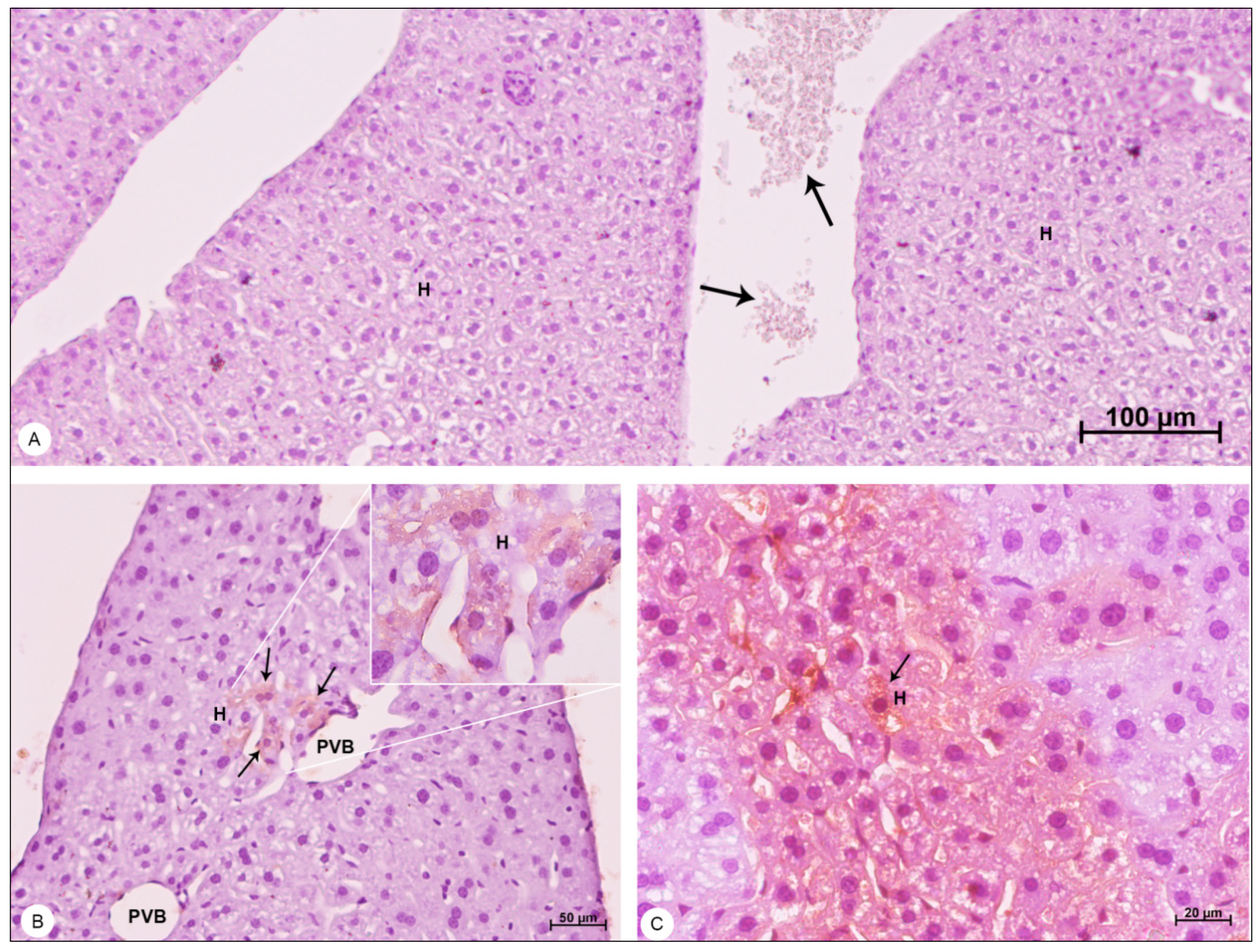 Viruses 13 01954 g008