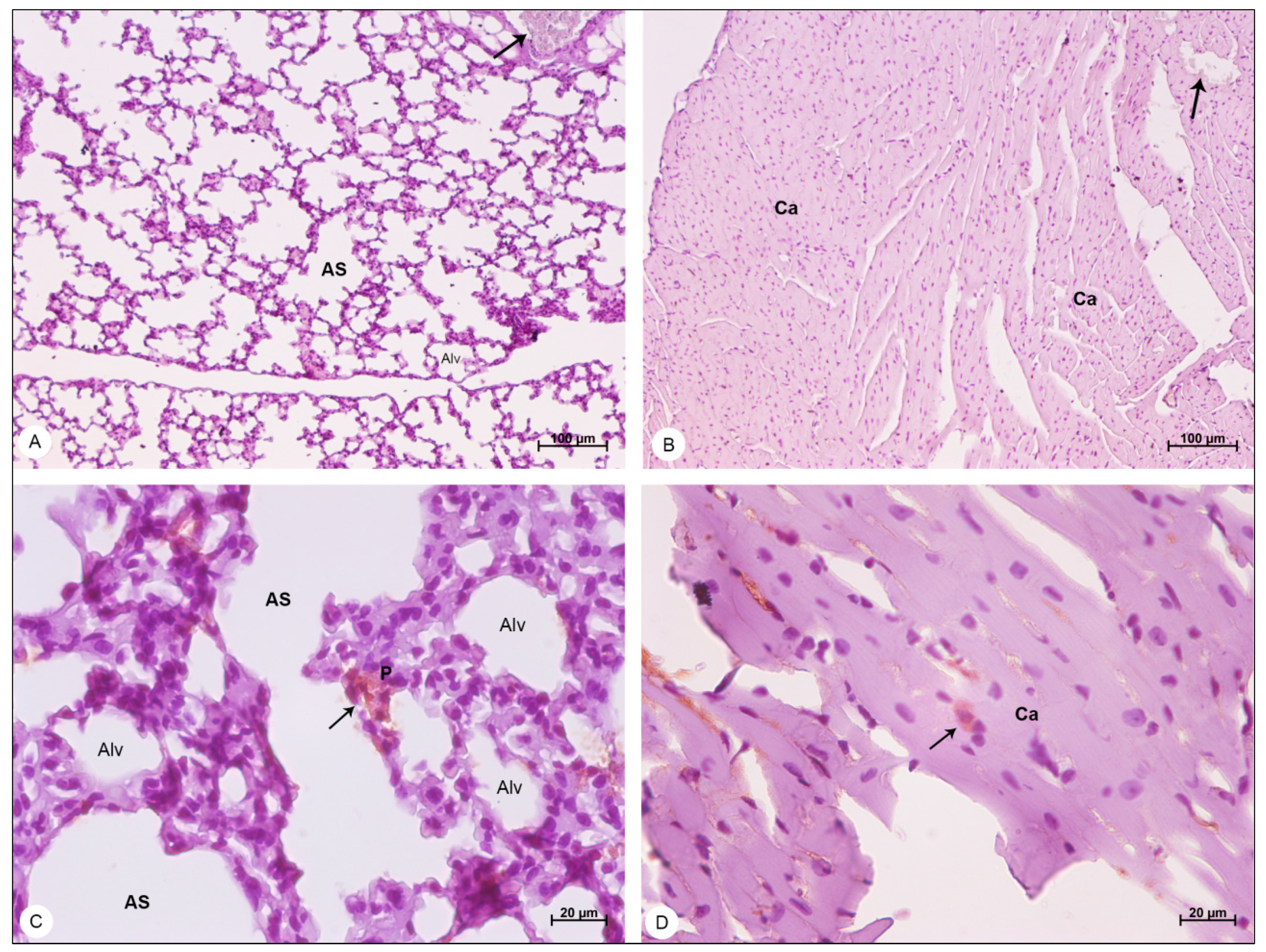 Viruses 13 01954 g009