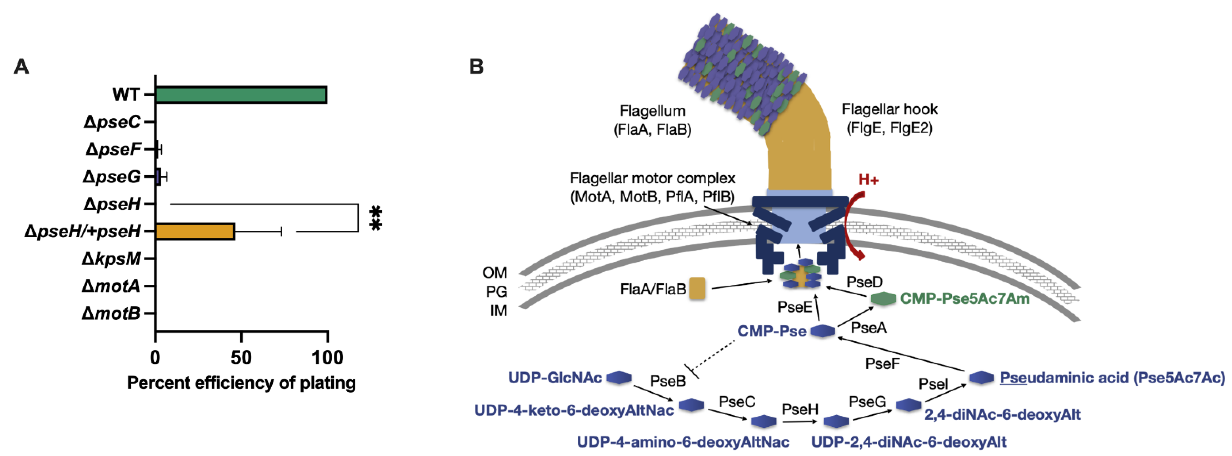 Viruses 13 01955 g001