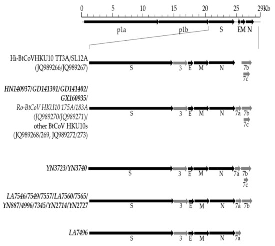 Genomic Characterization of Diverse Bat Coronavirus HKU10 in
