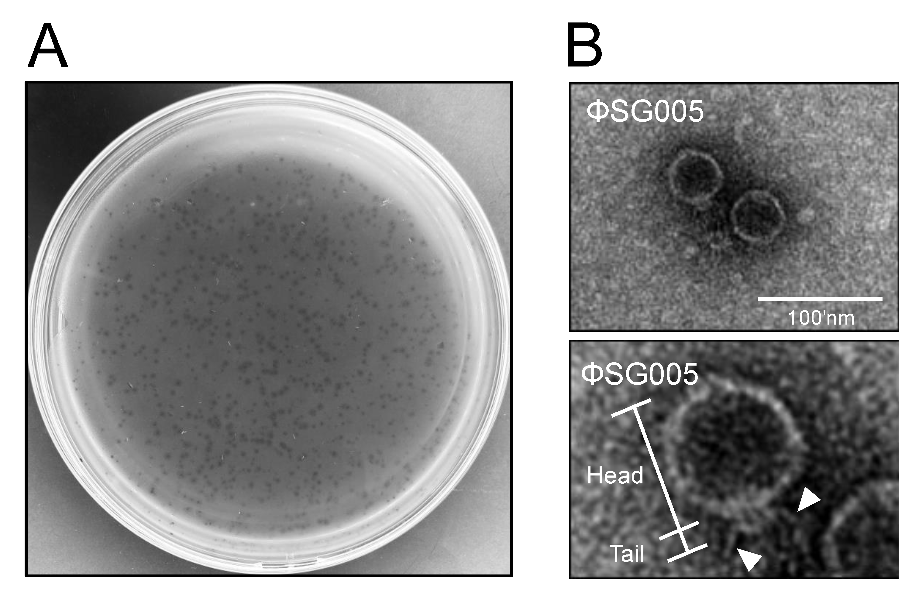 Viruses 13 01964 g001