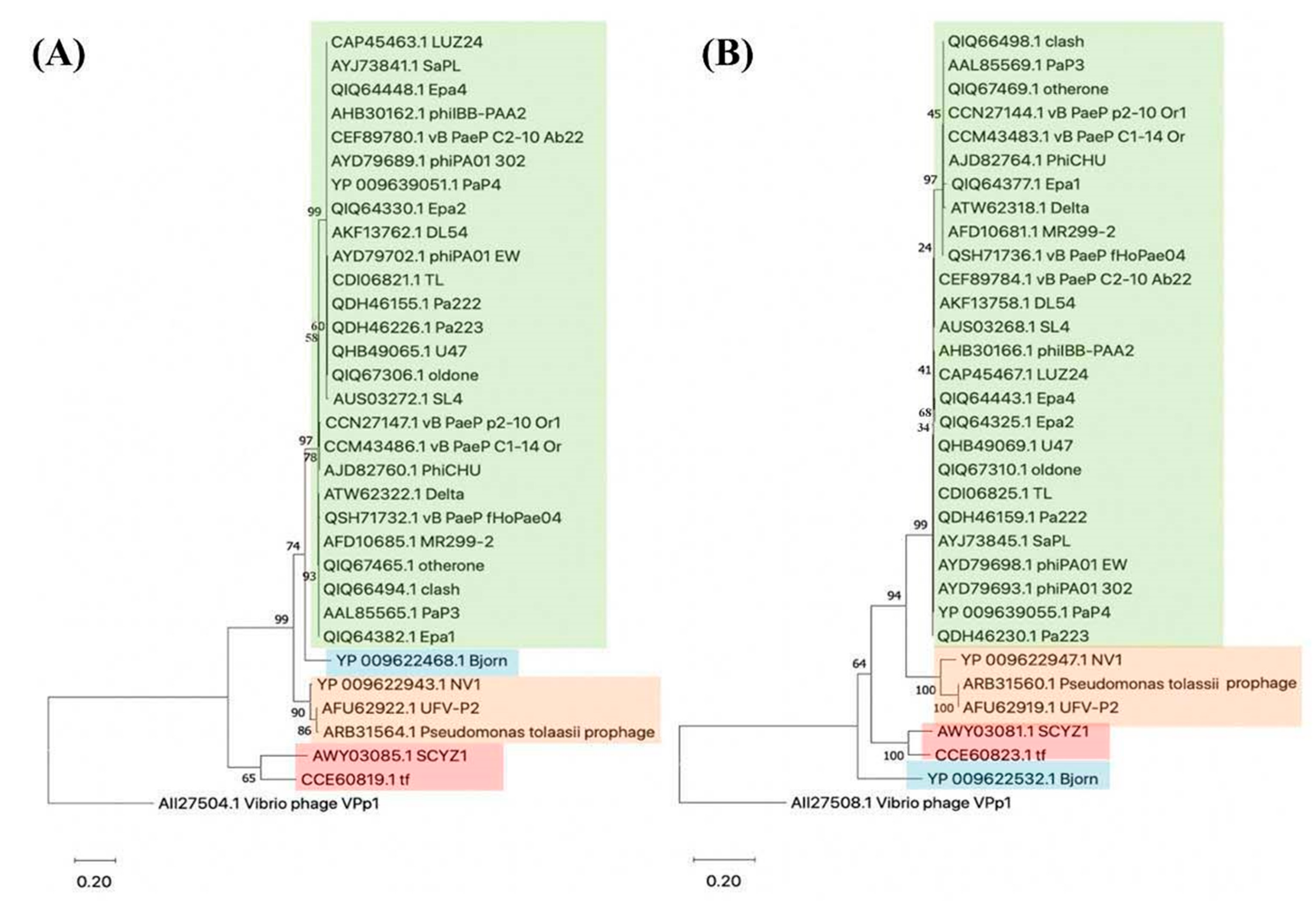 Viruses 13 01965 g001 Viruses 13 01965 g001