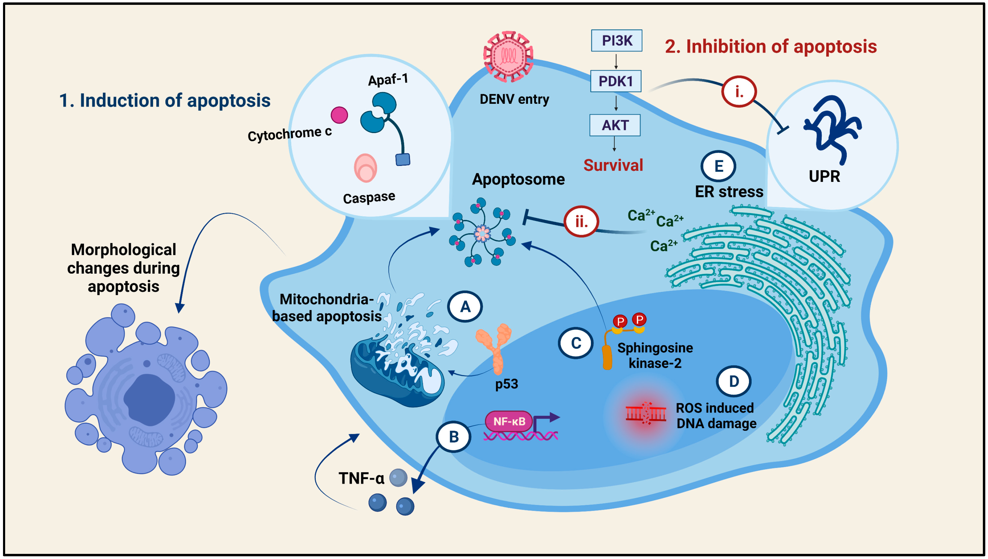 Viruses 13 01967 g005 550
