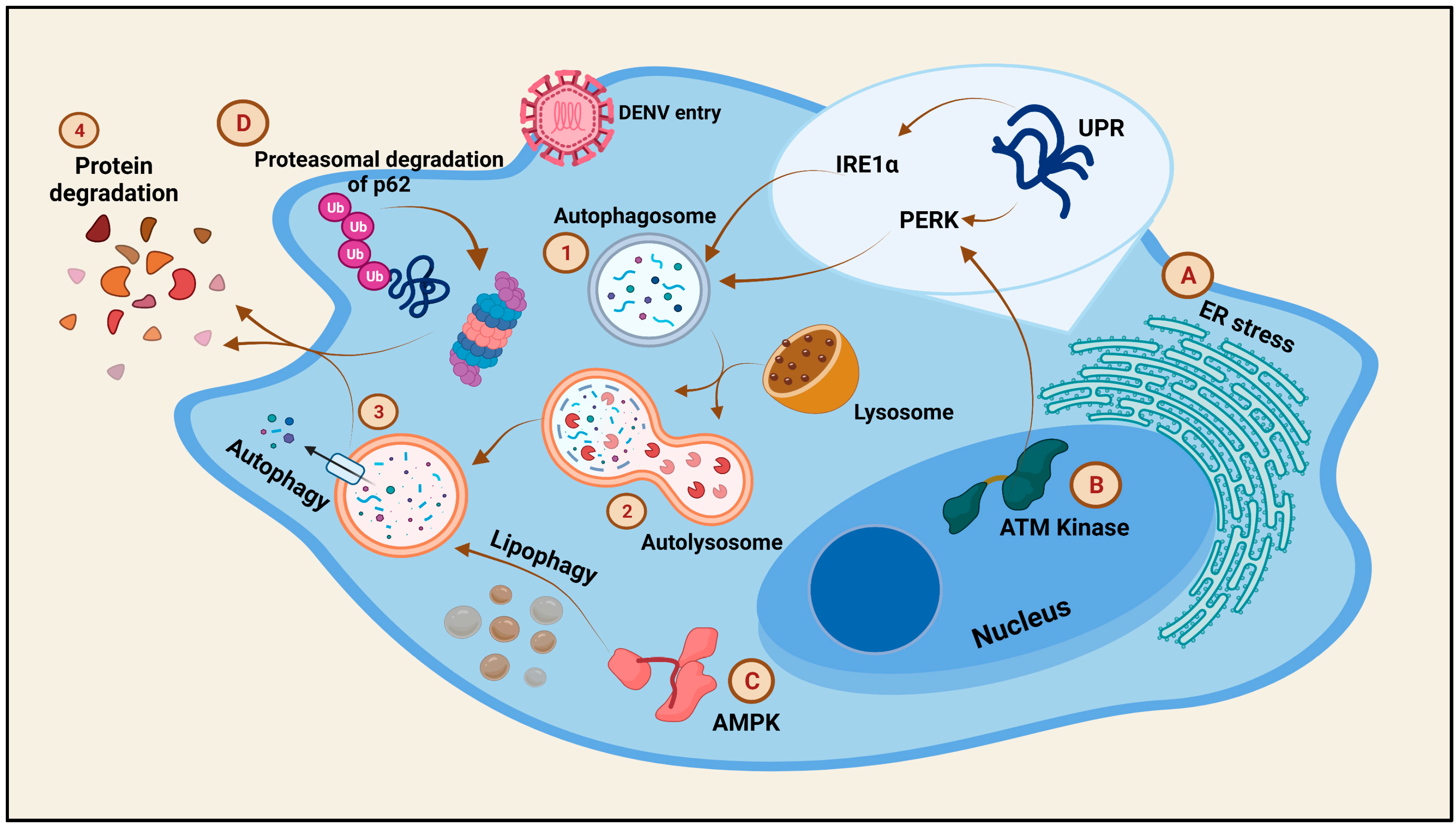 Viruses 13 01967 g006 550