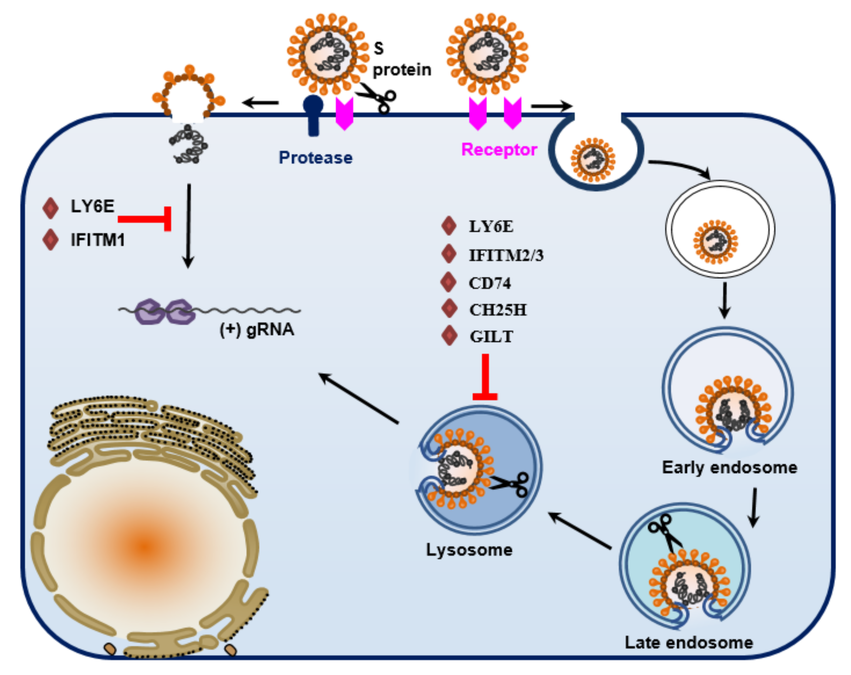 Viruses Free Full Text Cell Entry Of Animal Coronaviruses Html