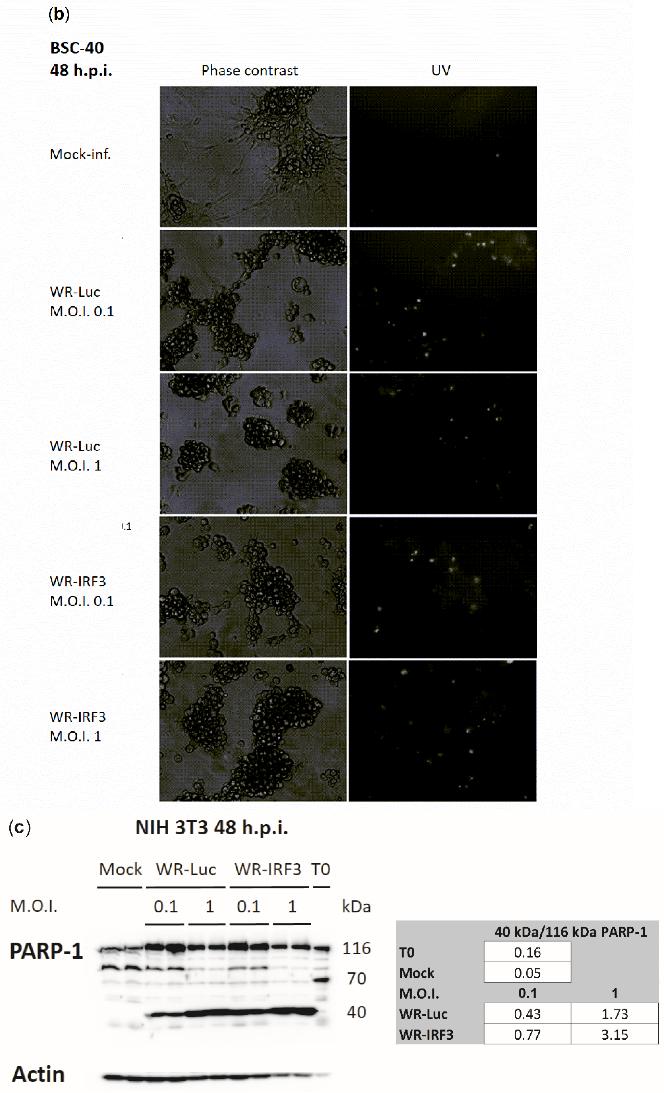 Viruses 13 01986 g004b