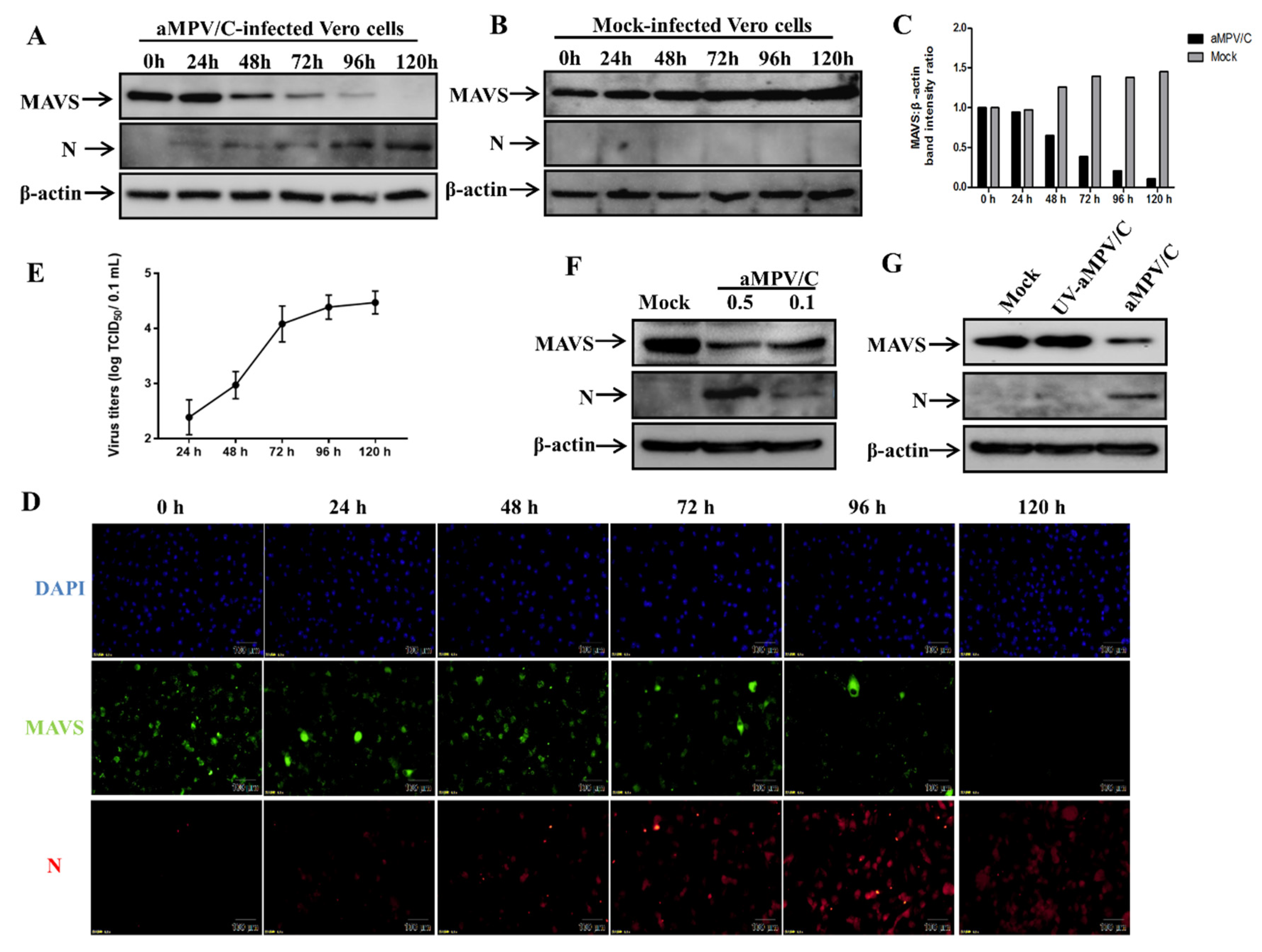 Viruses Free Full Text Avian Metapneumovirus Subgroup C Induces Mitochondrial Antiviral Signaling Protein Degradation Through The Ubiquitin Proteasome Pathway Html Viruses Free Full Text Avian Metapneumovirus Subgroup C Induces Mitochondrial Antiviral Signaling Protein Degradation Through The Ubiquitin Proteasome Pathway Html
