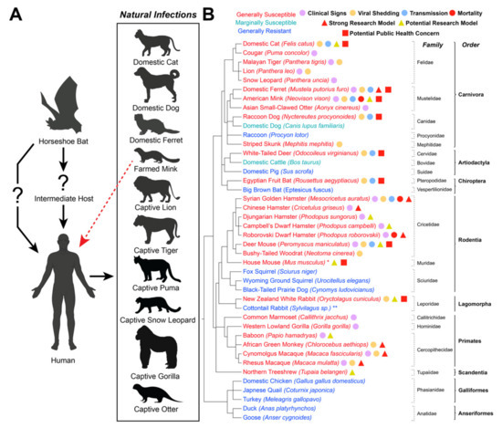 Natural and Experimental SARS-CoV-2 Infection in Domestic Natural and Experimental SARS-CoV-2 Infection in Domestic