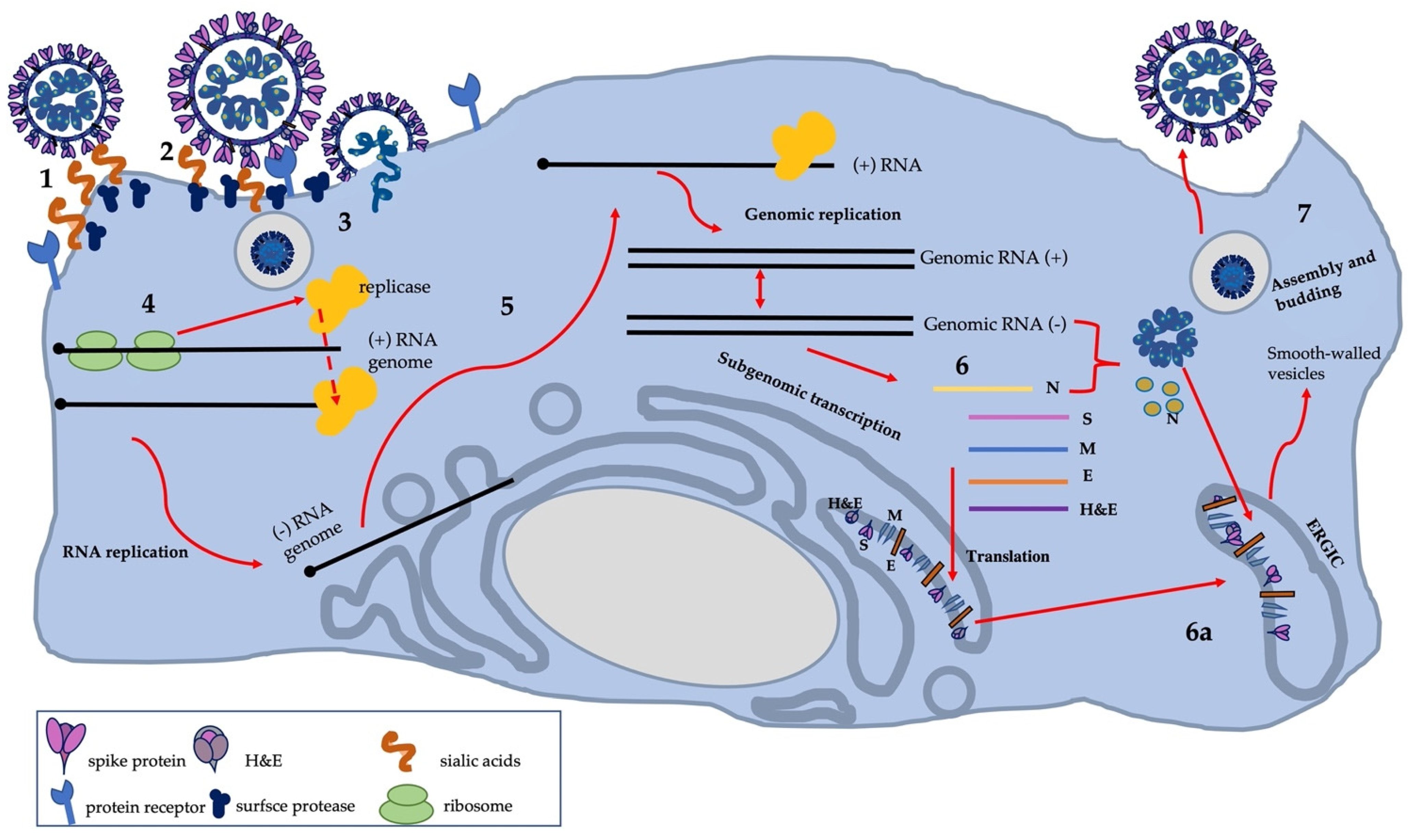 Viruses 13 01995 g004