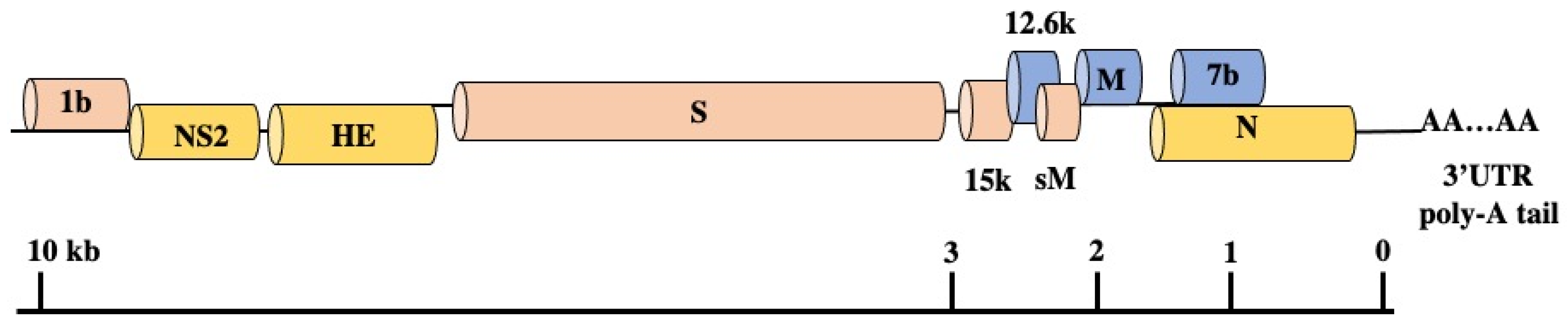 Viruses 13 01995 g005