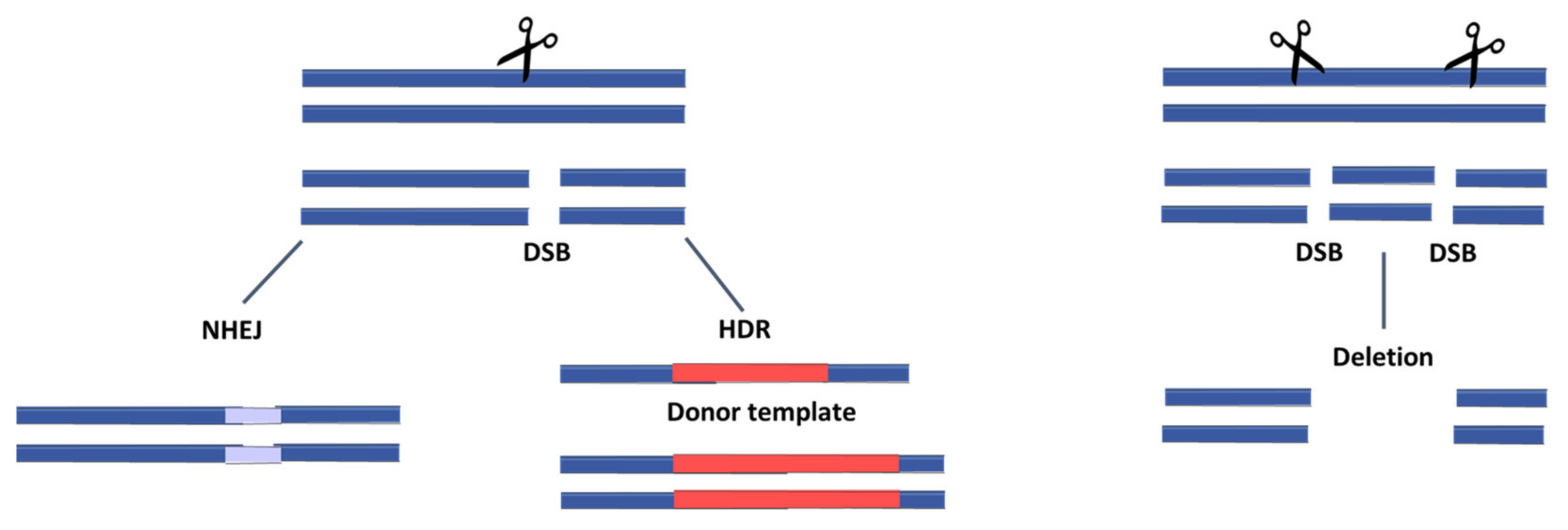 Viruses 13 01996 g001
