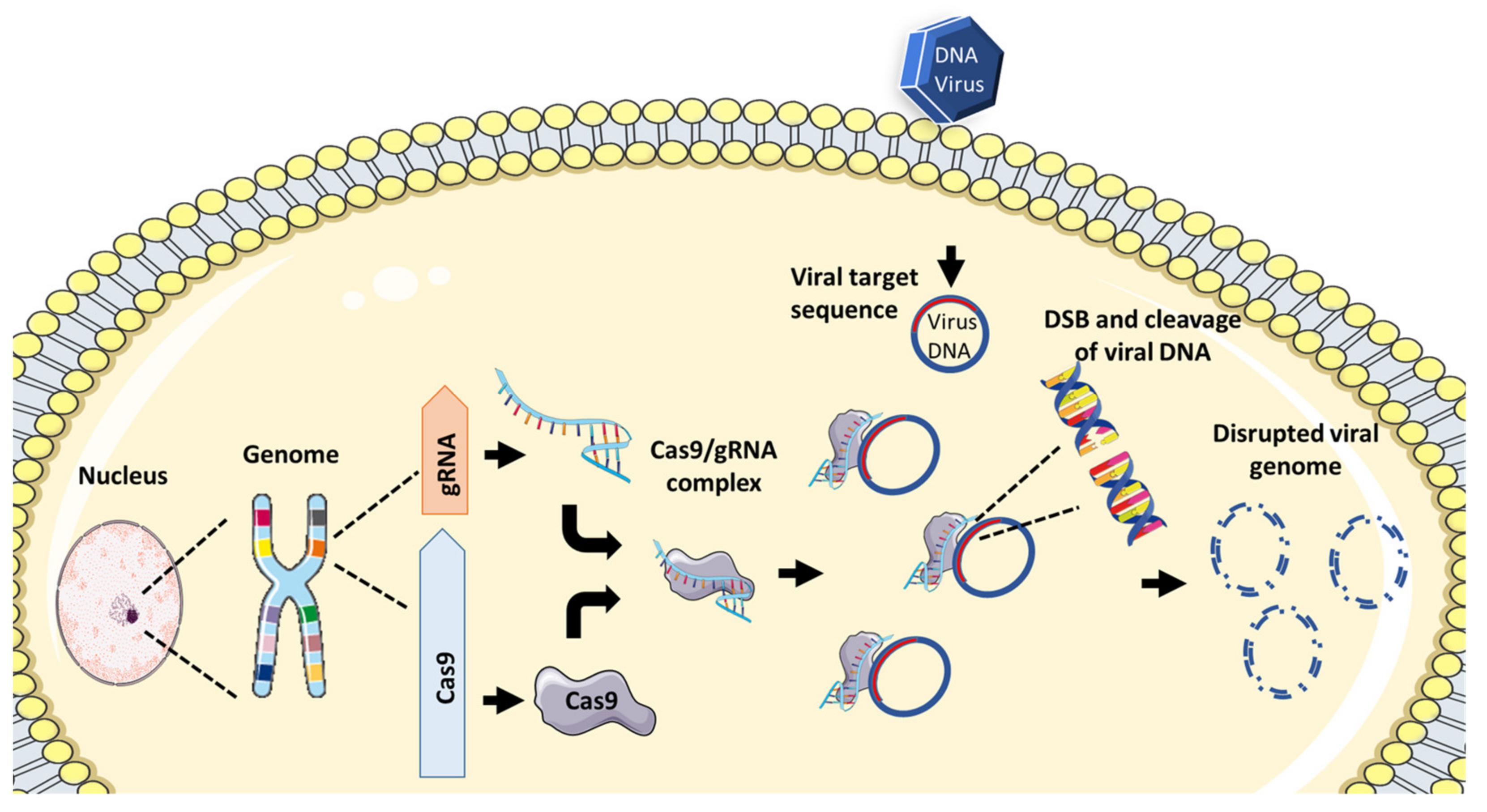 Viruses 13 01996 g002
