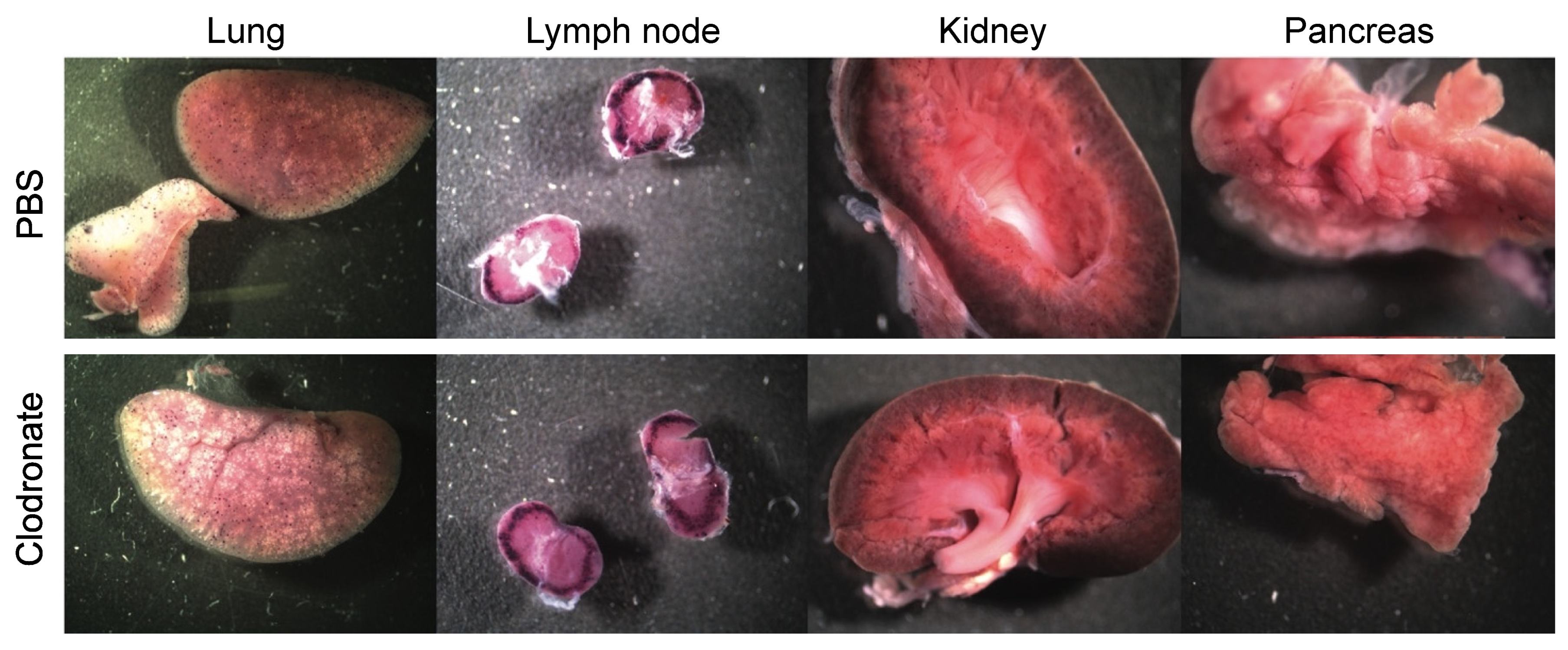 Viruses 13 02002 g003