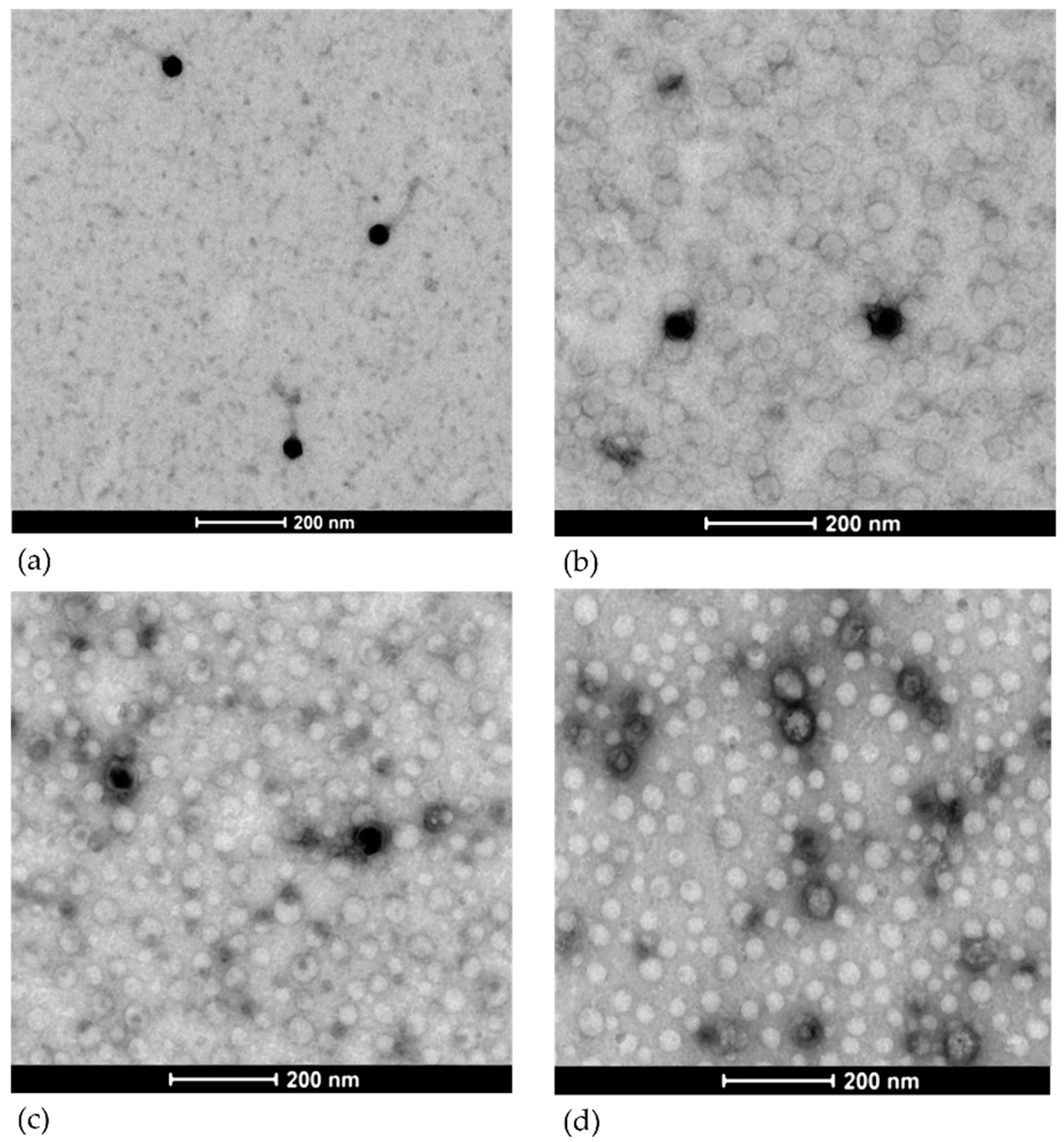 Viruses 13 02005 g004