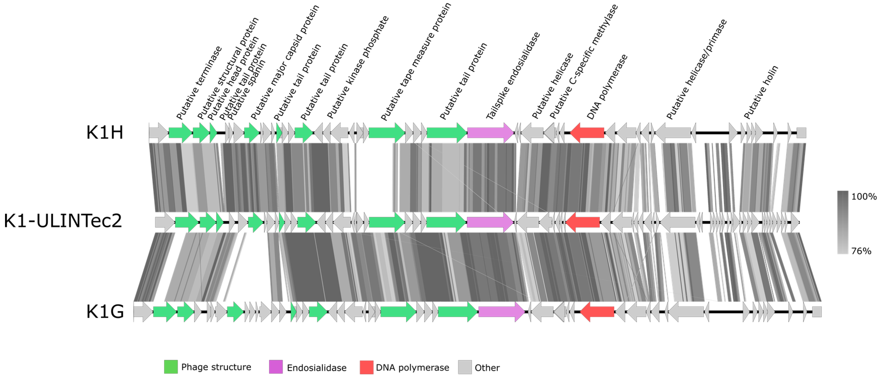 Viruses 13 02005 g005