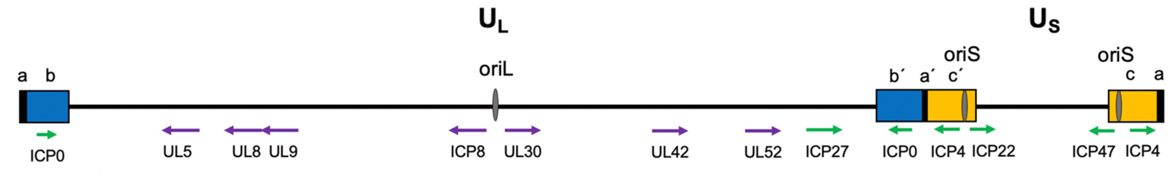 Viruses 13 02015 g001