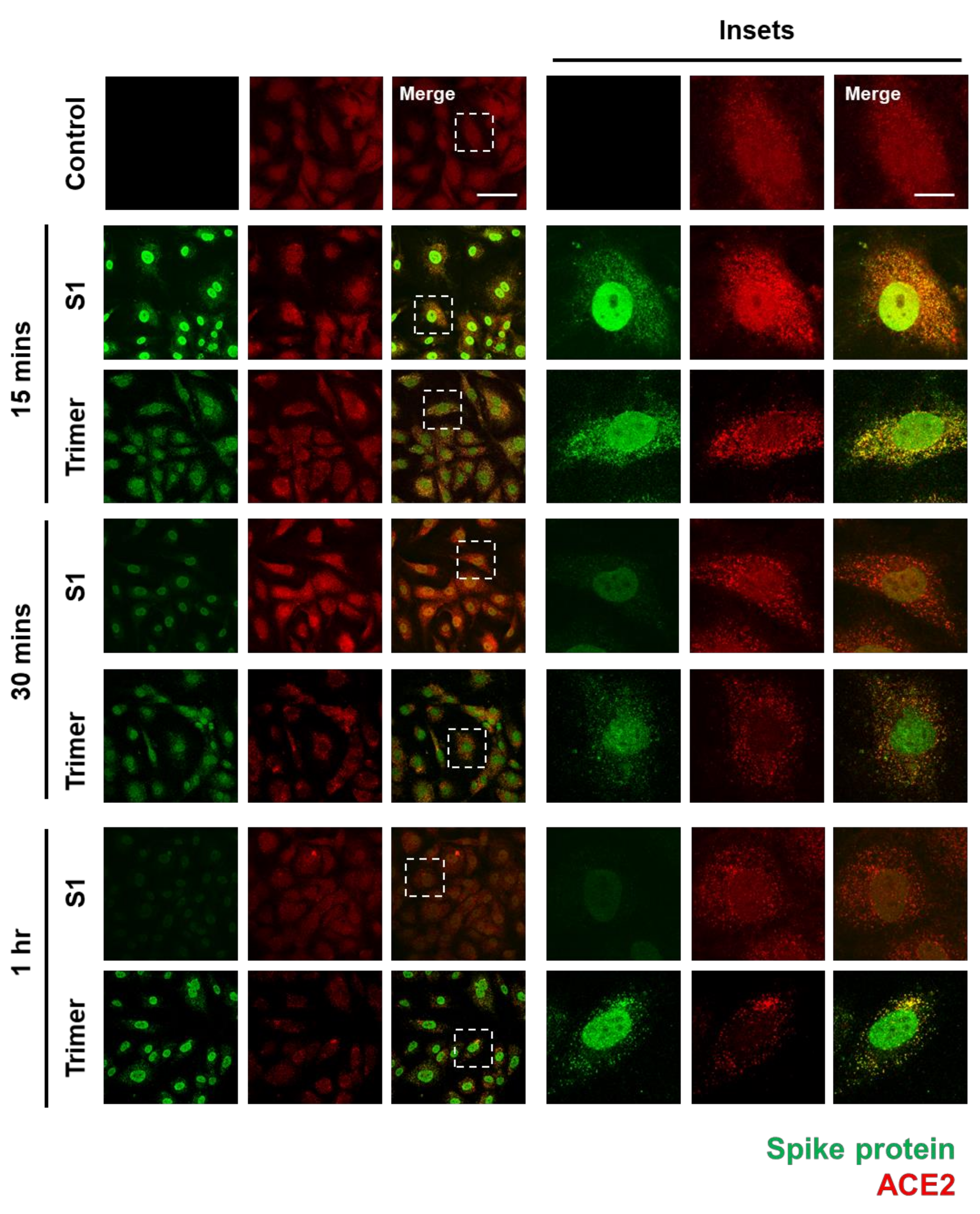 Viruses 13 02021 g001