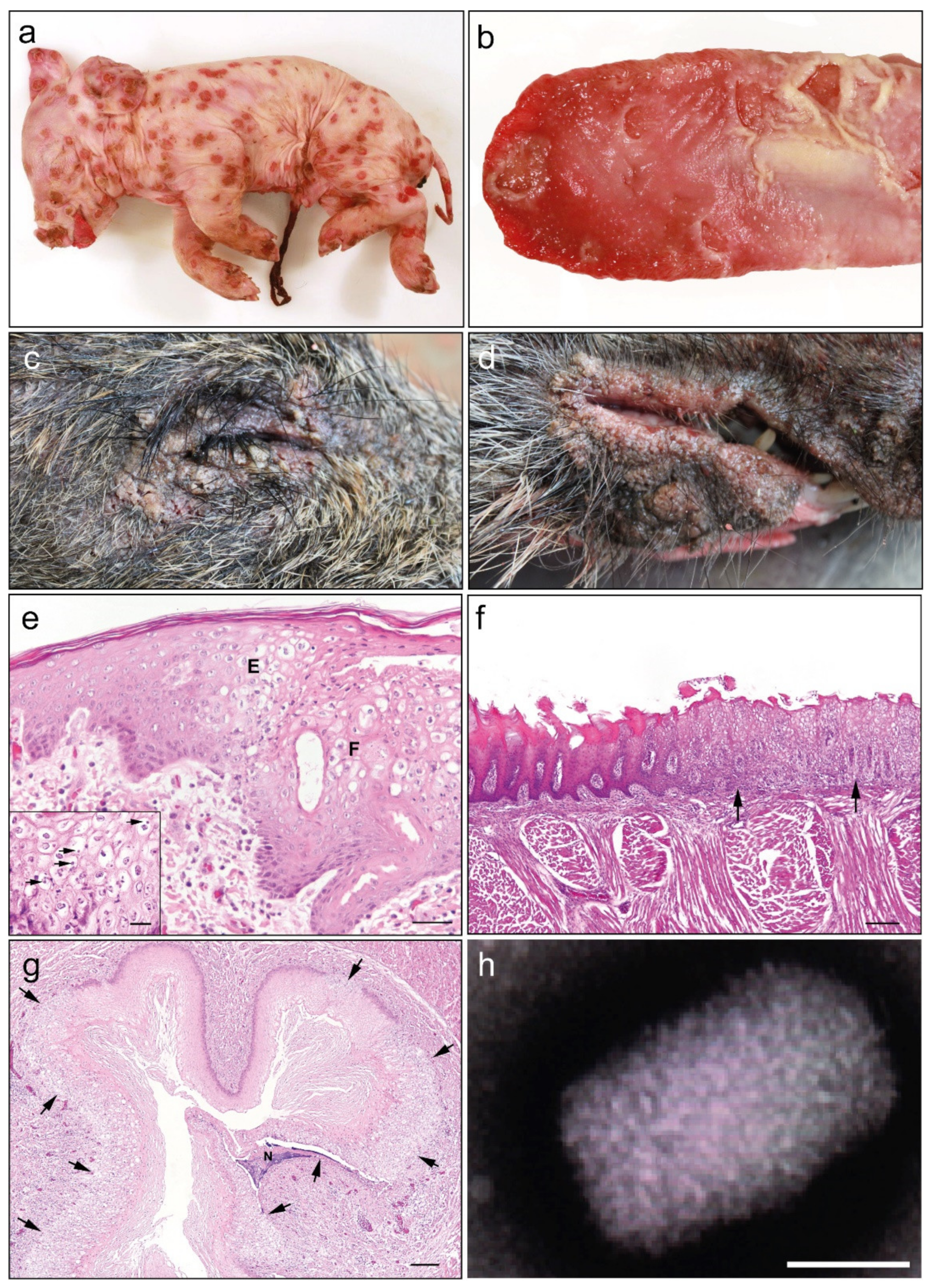 Viruses 13 02038 g001