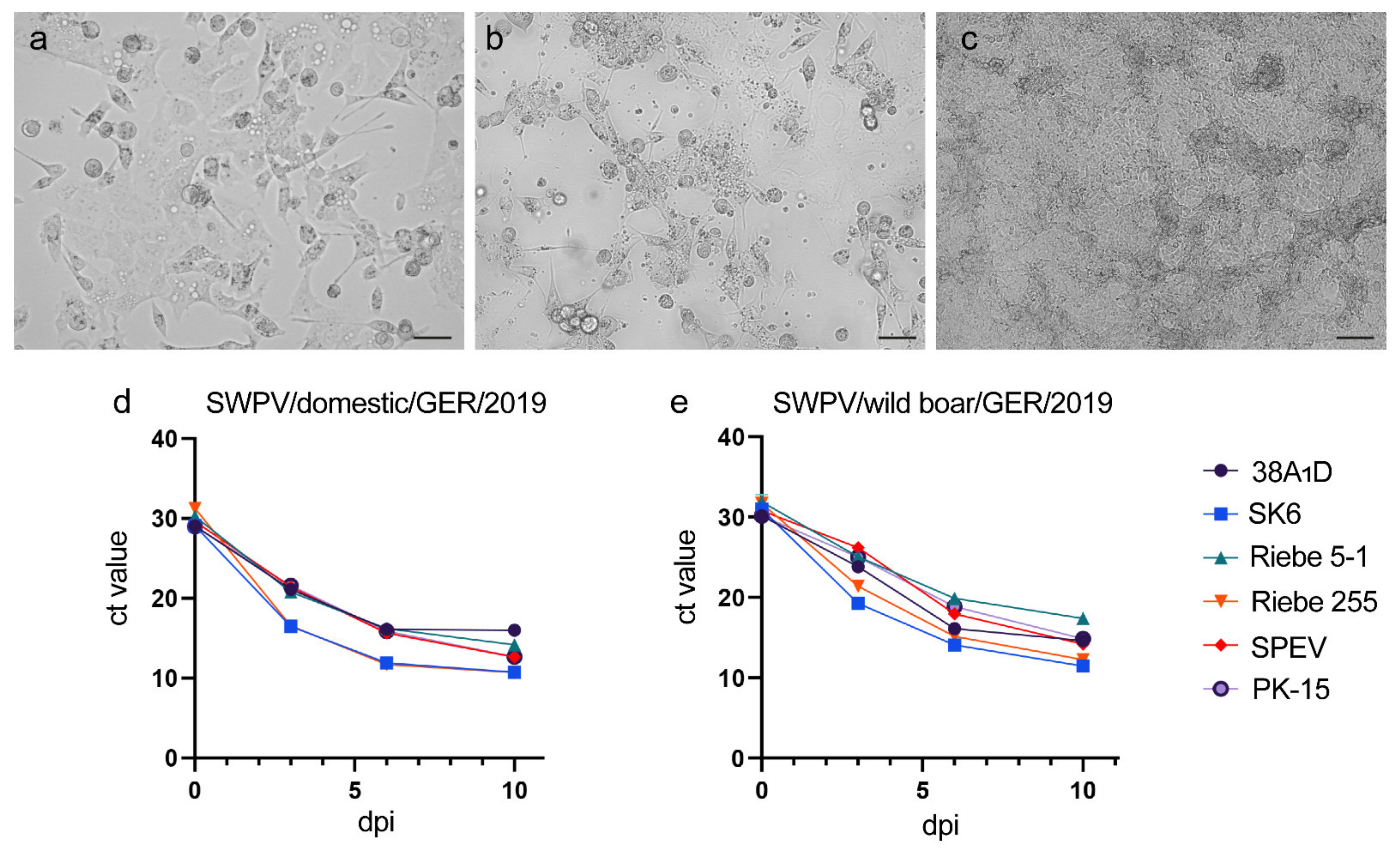 Viruses 13 02038 g002