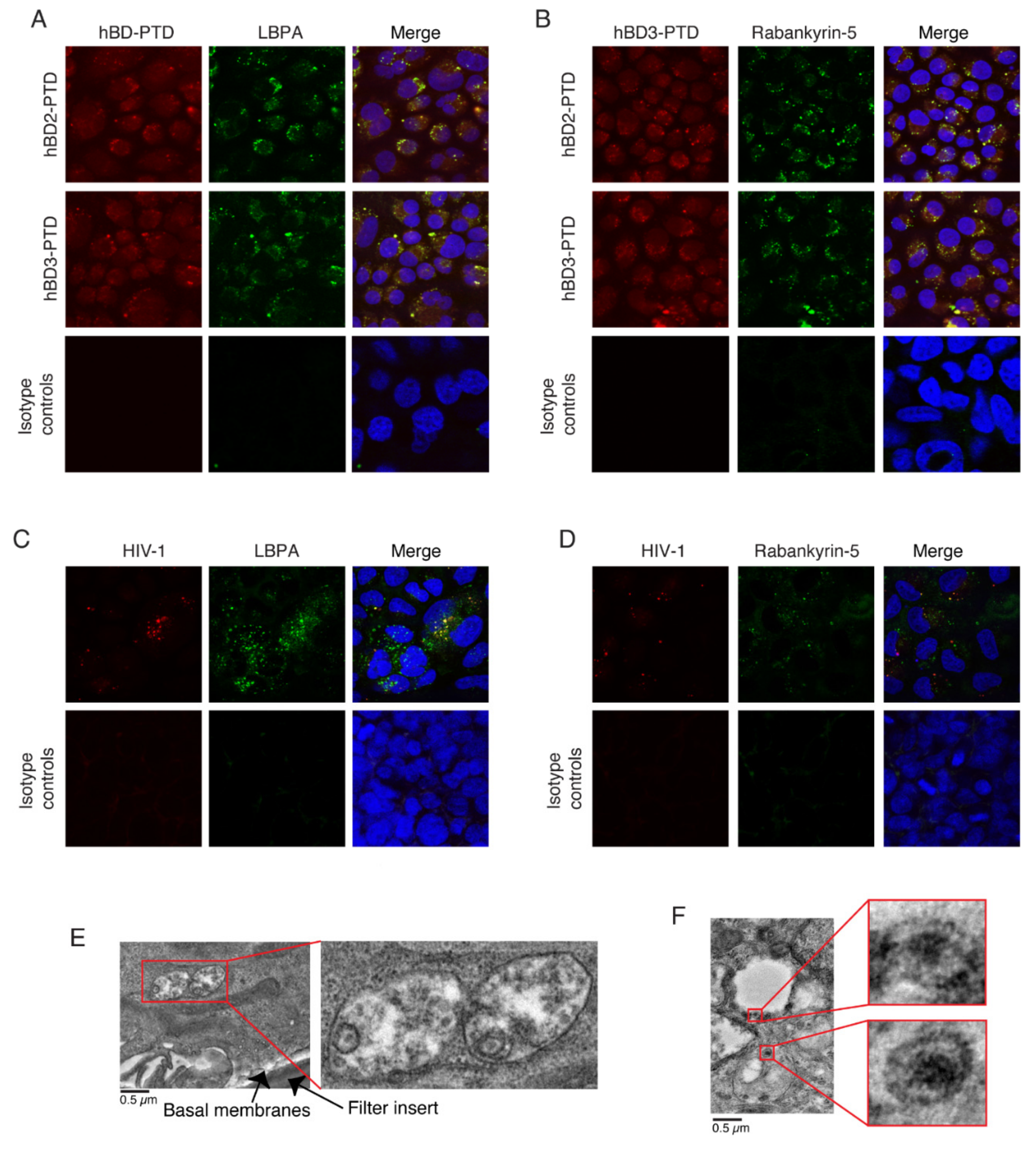 Viruses 13 02043 g003 550