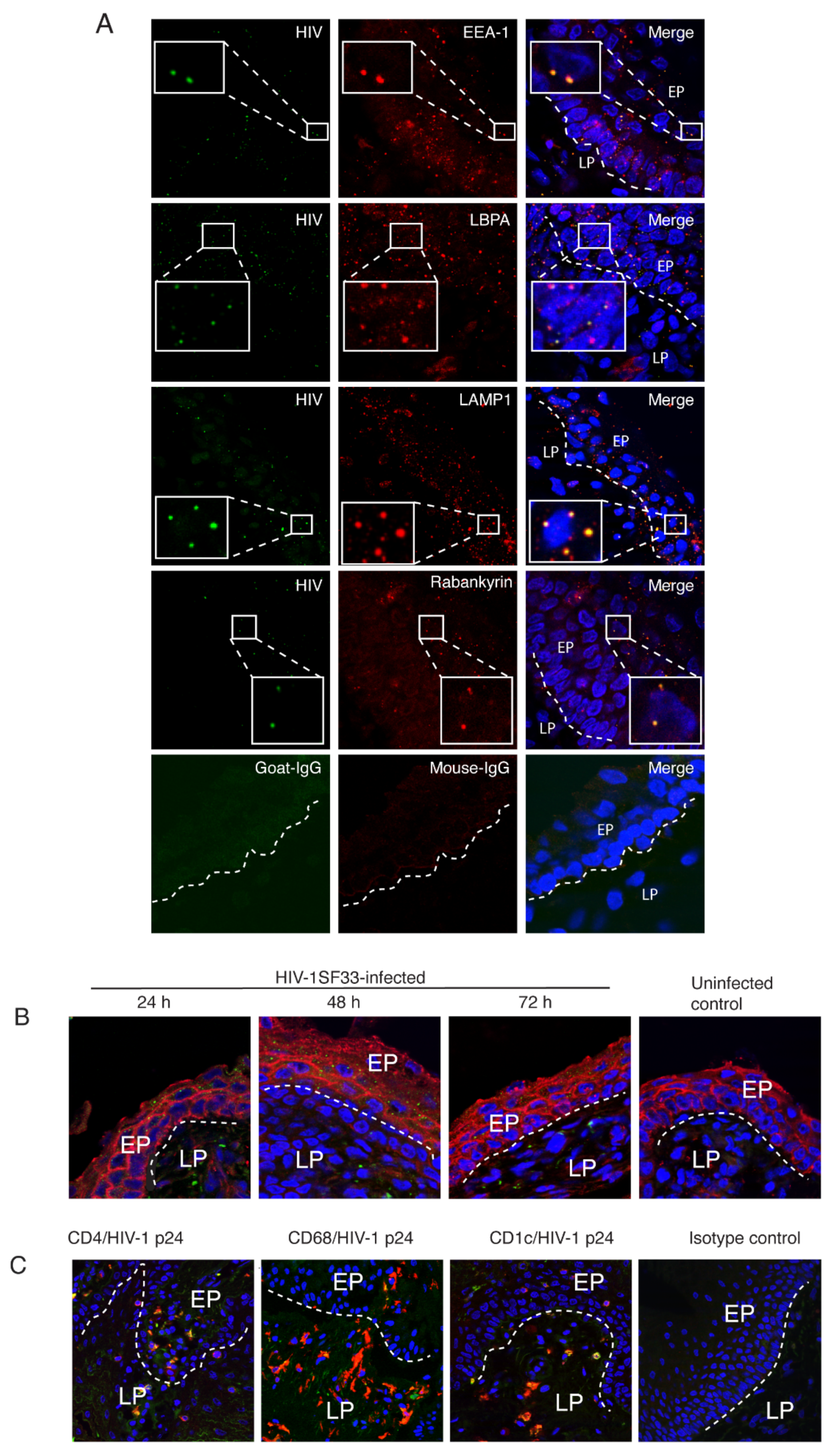 Viruses 13 02043 g009 550