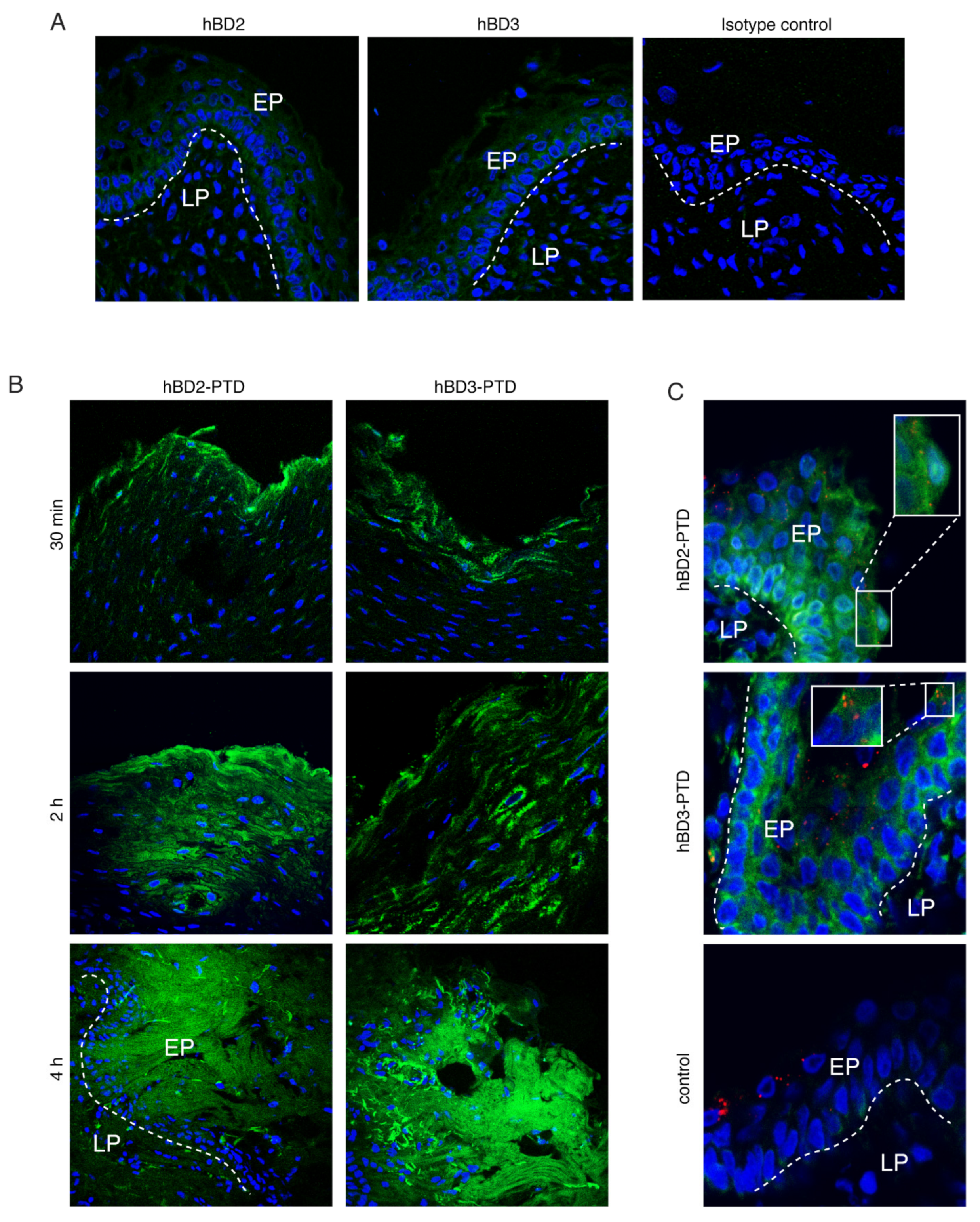 Viruses 13 02043 g010 550