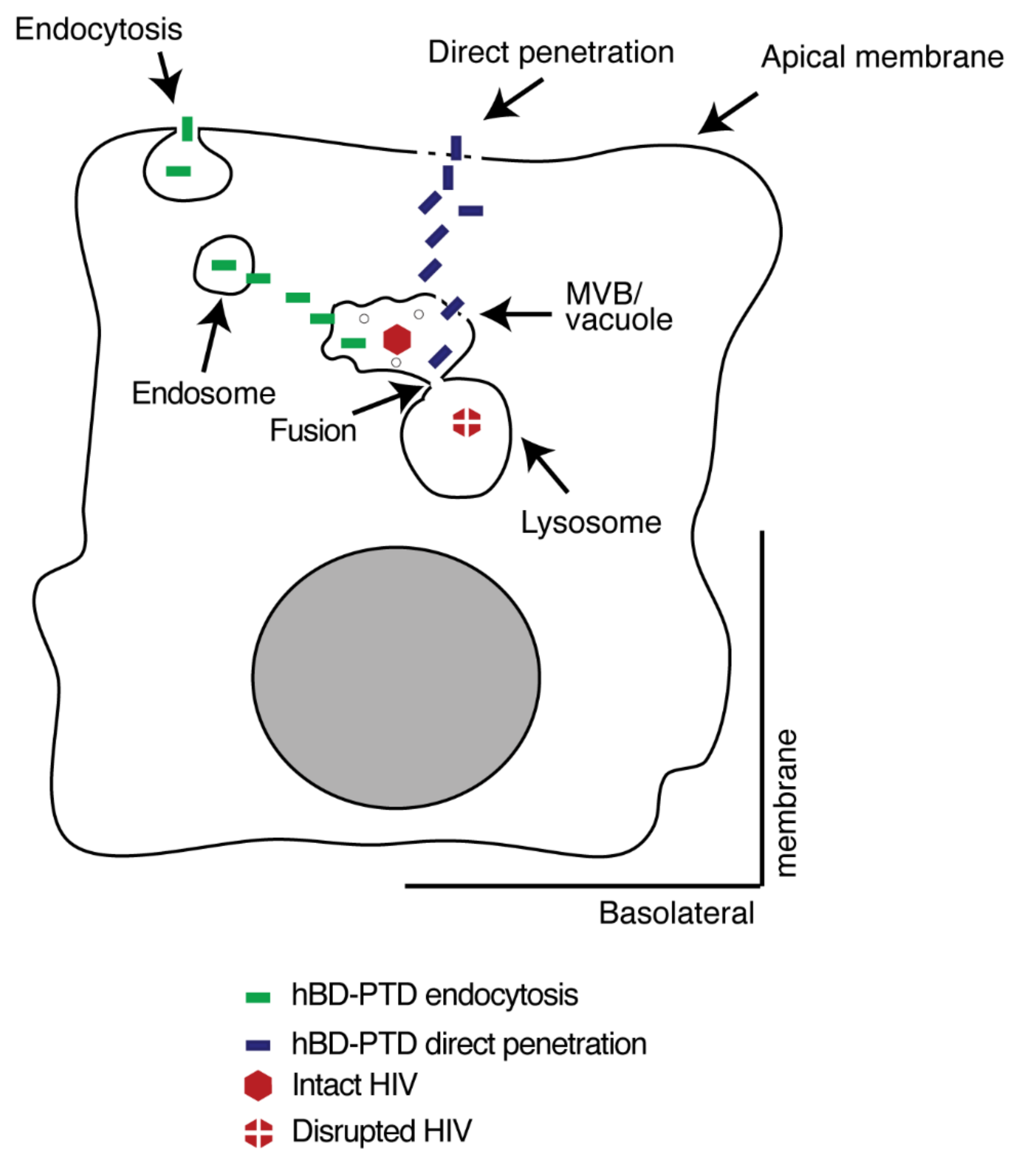 Viruses 13 02043 g012 550