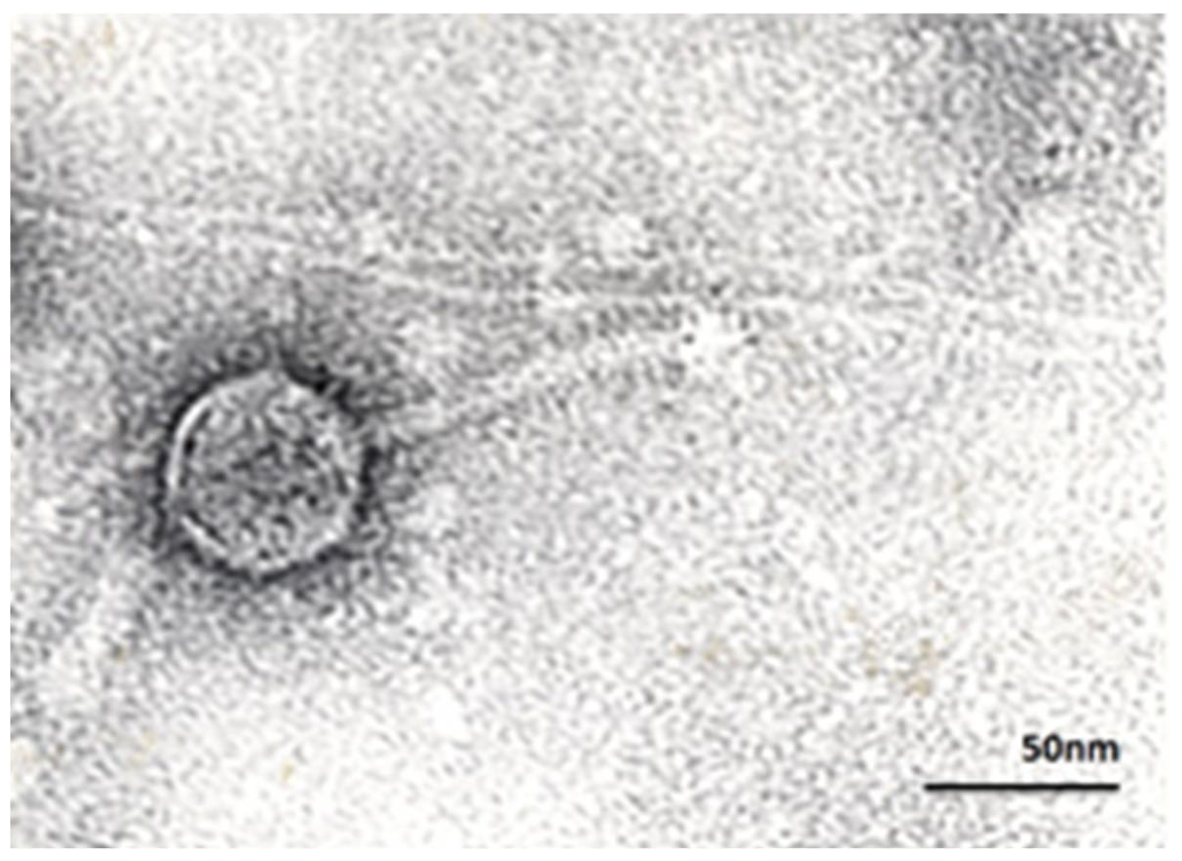 Viruses 13 02044 g001 550