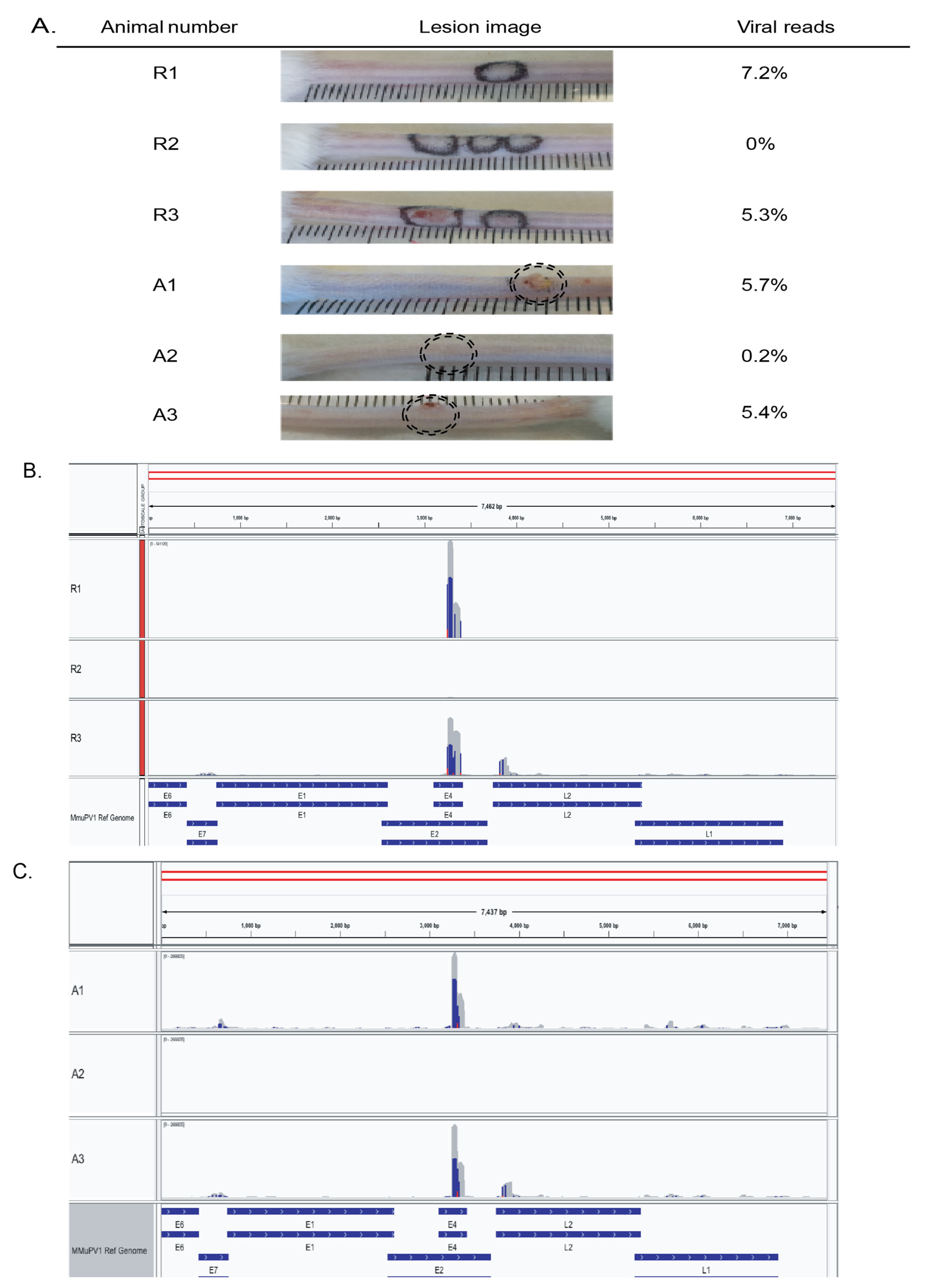 Viruses 13 02045 g005 Viruses 13 02045 g005