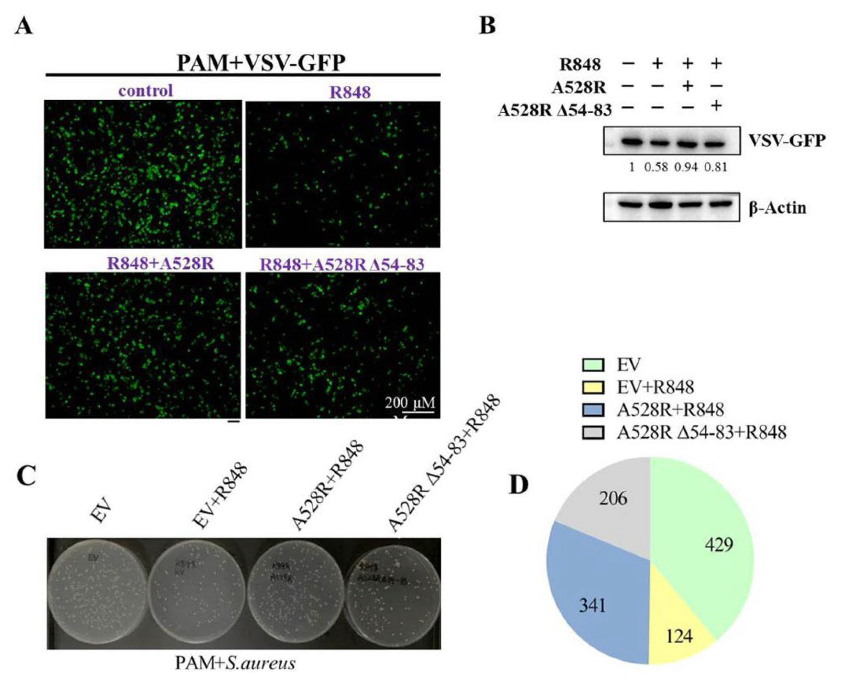 Viruses 13 02046 g005