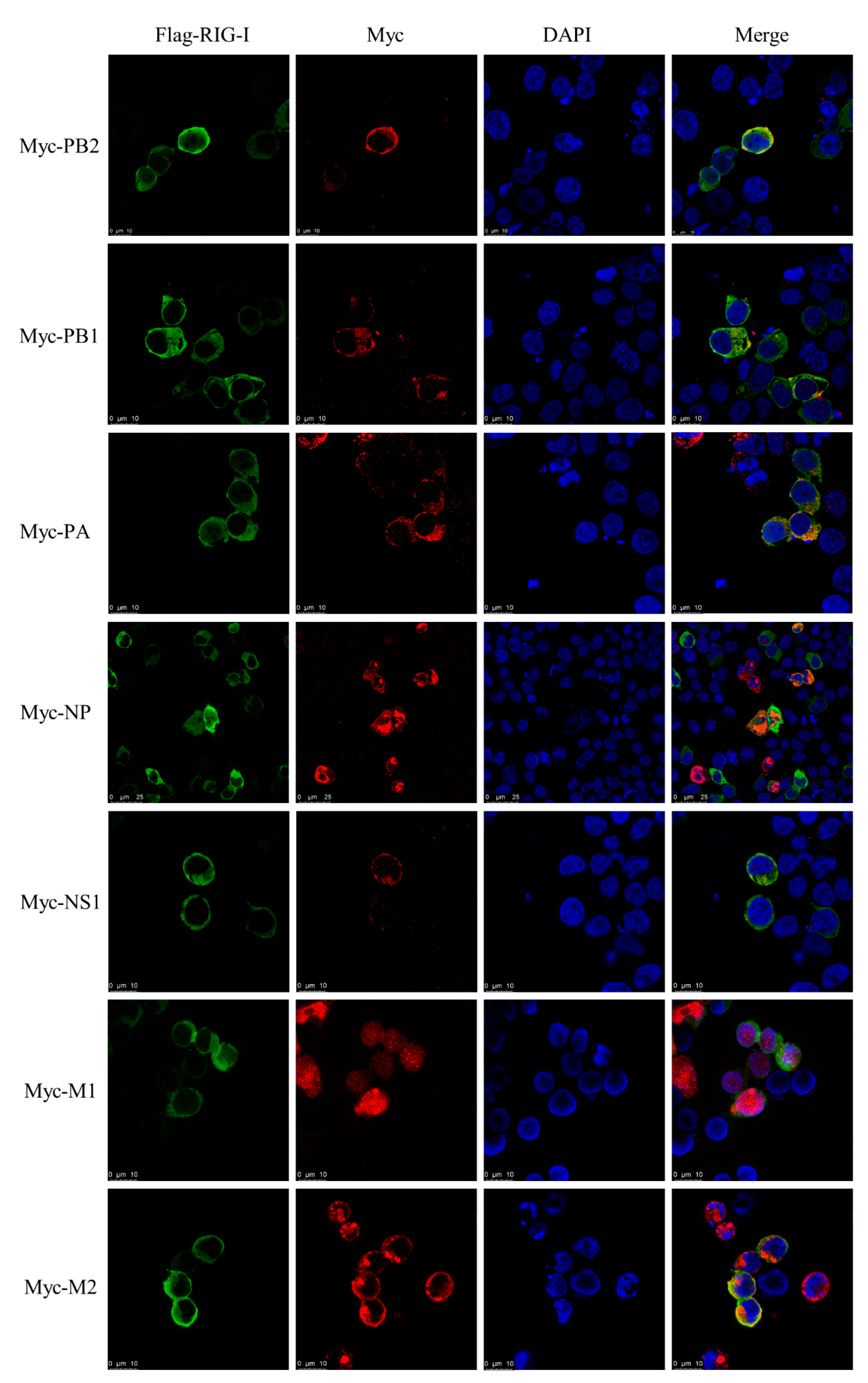 Viruses 13 02048 g007 Viruses 13 02048 g007