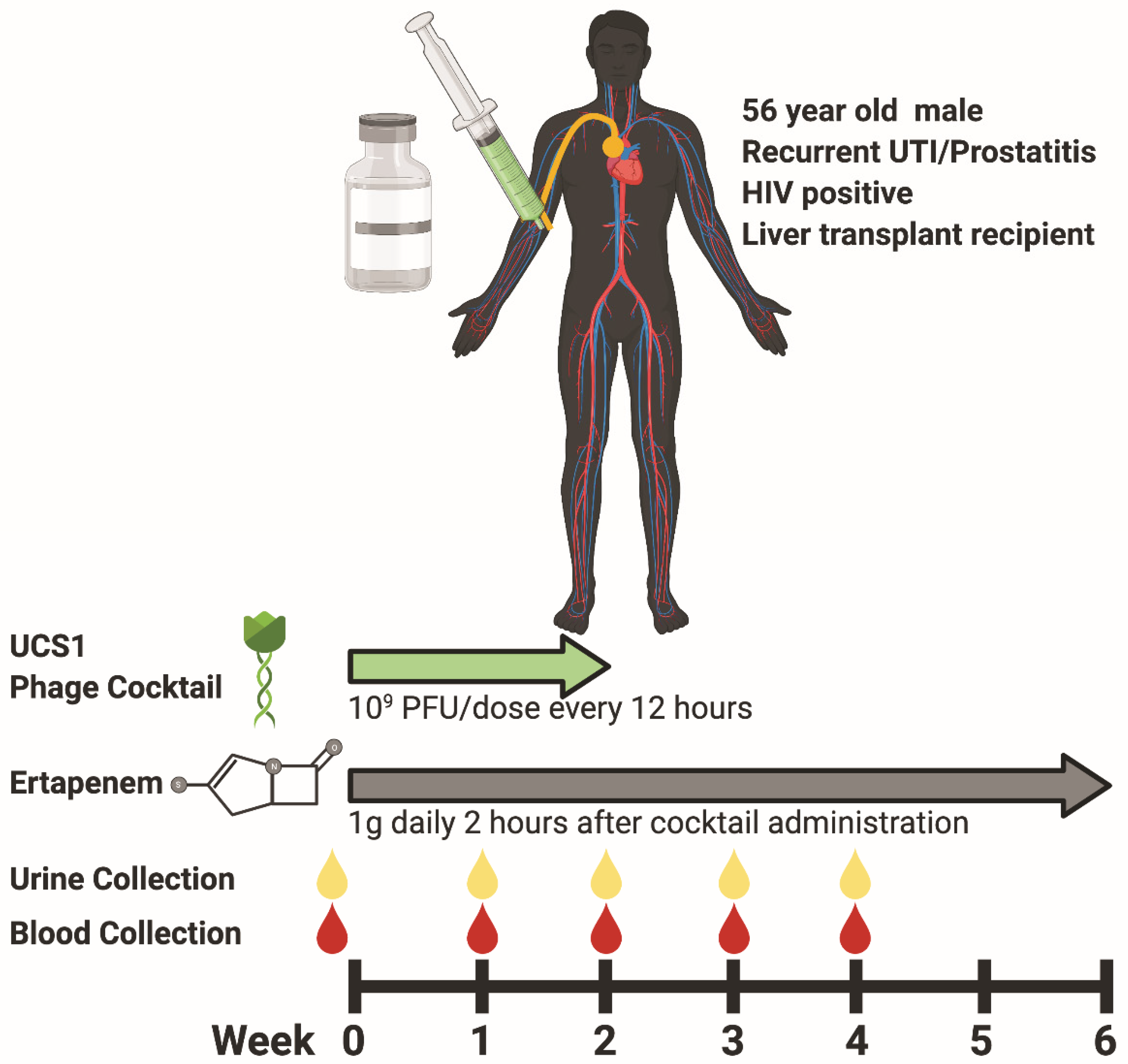 Viruses  Free Full-Text  Phage Therapy Related Microbial