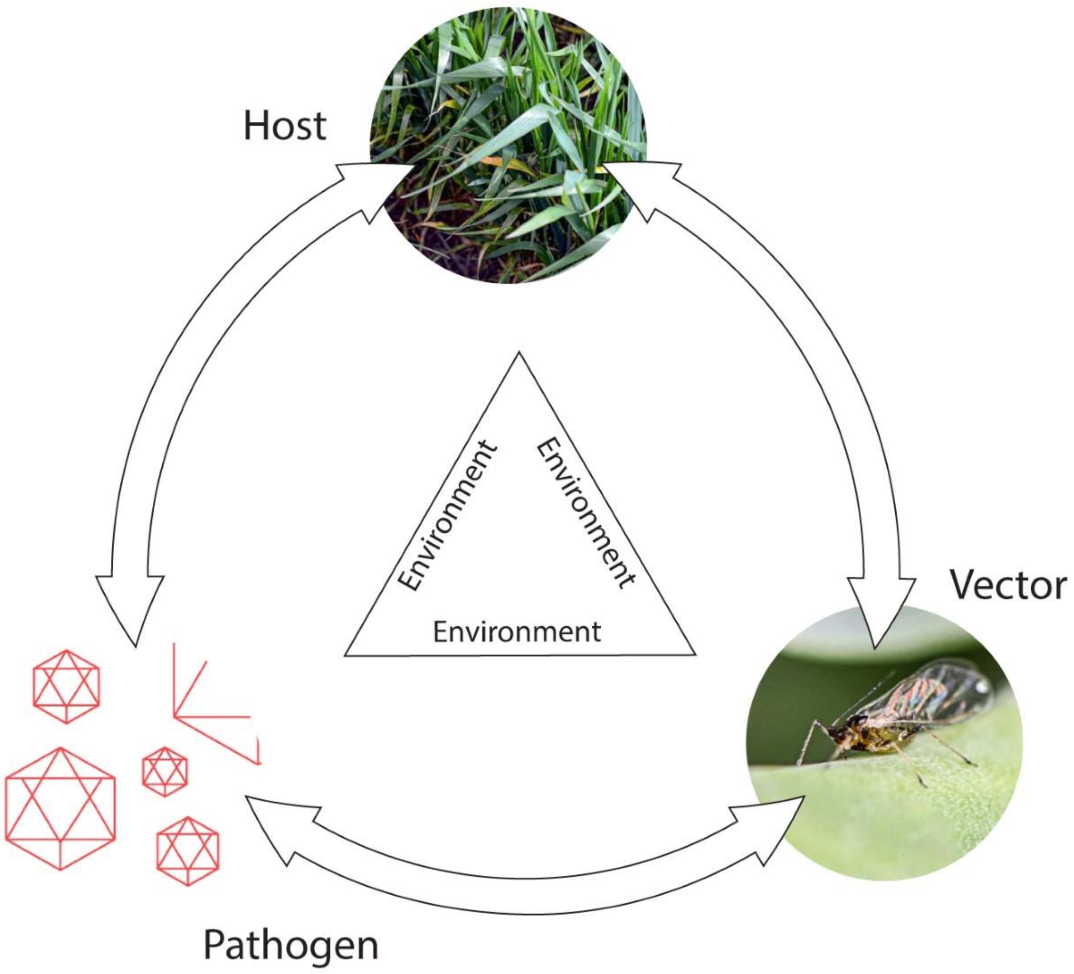Viruses 13 02051 g002