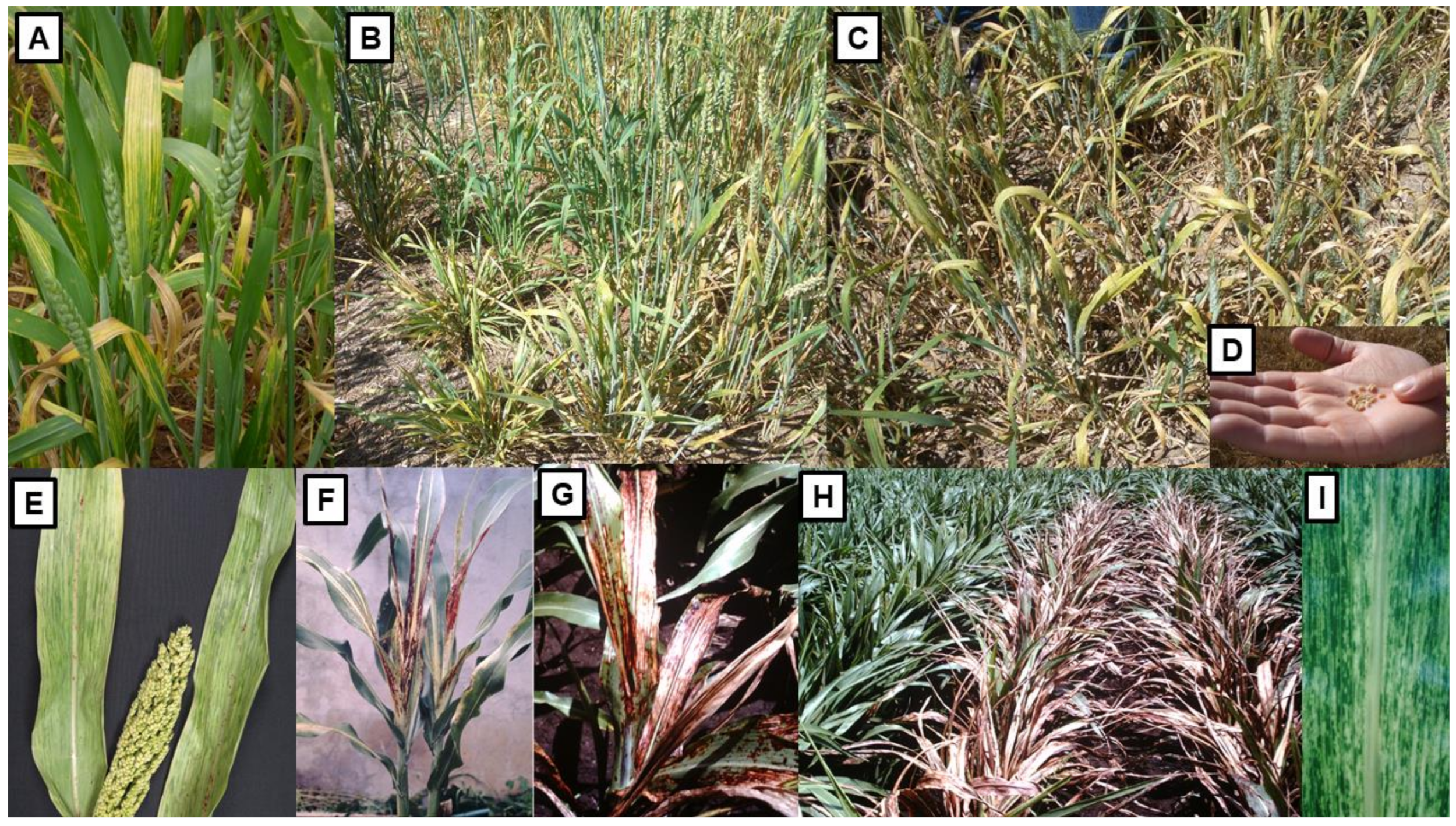 Viruses 13 02051 g004