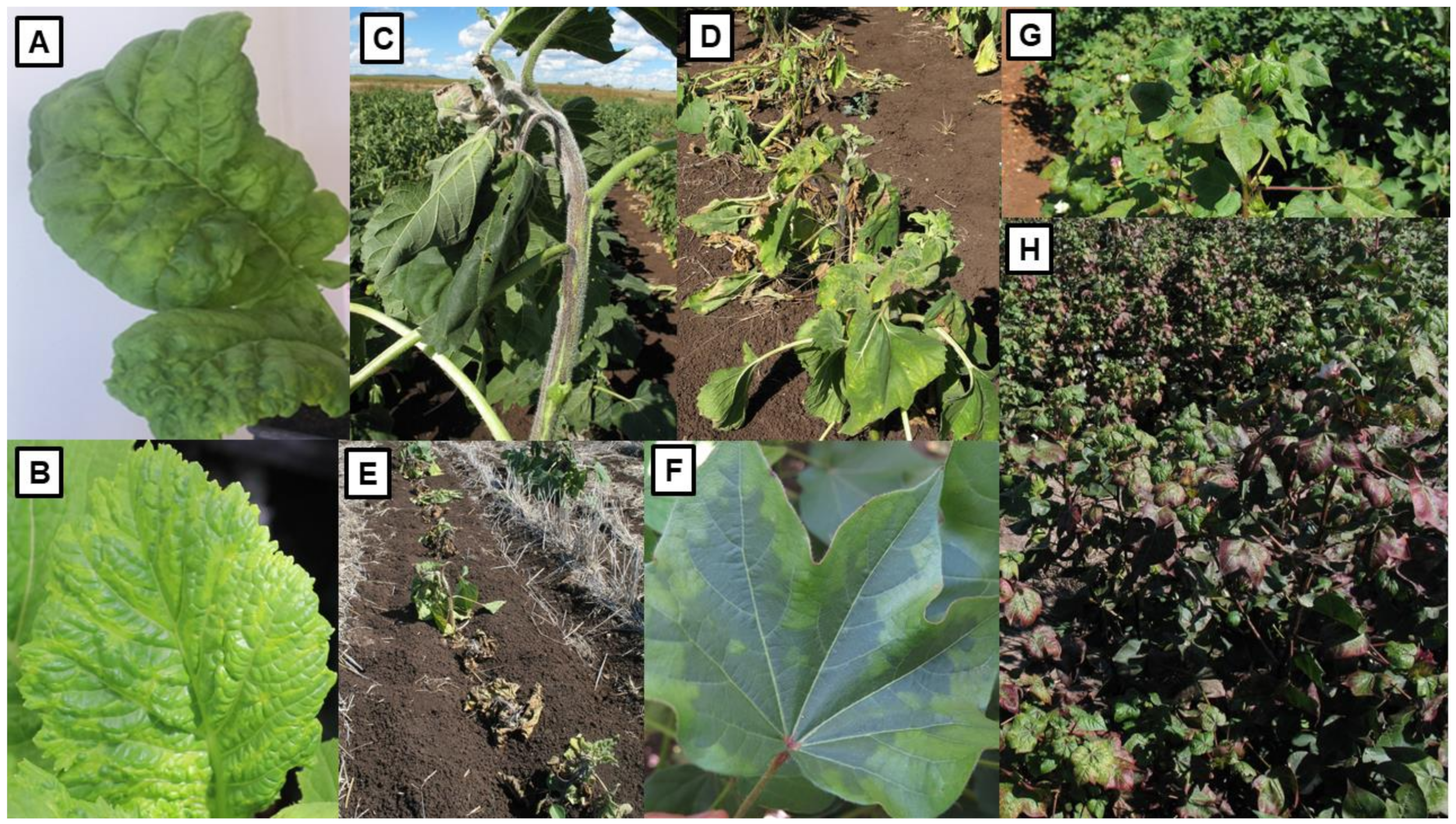 Viruses 13 02051 g006