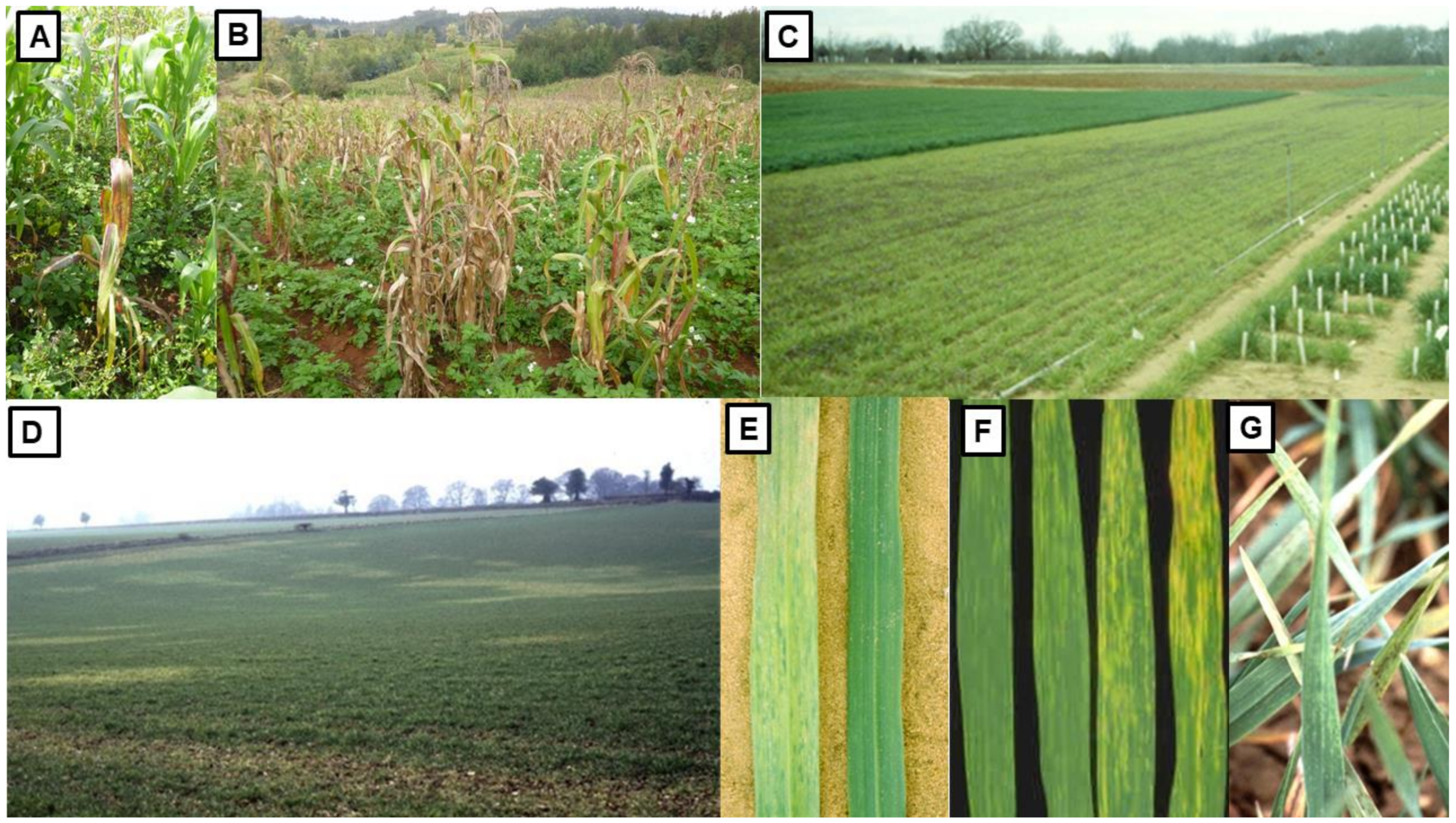 Viruses 13 02051 g007